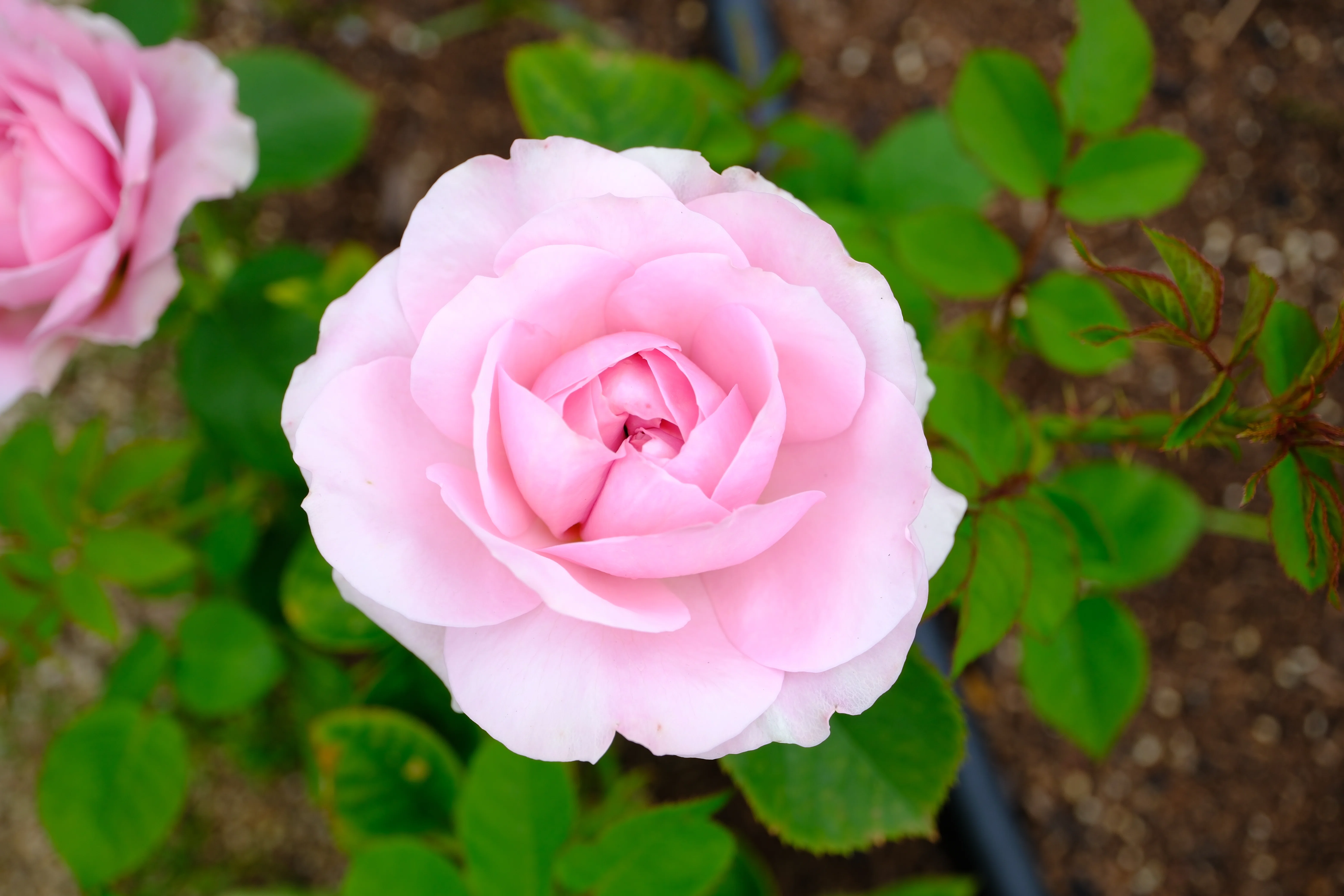 📷X-T30III × 🌹中之島バラ園 ｜ 🇬🇧ライラック・ローズ（Lilac Rose