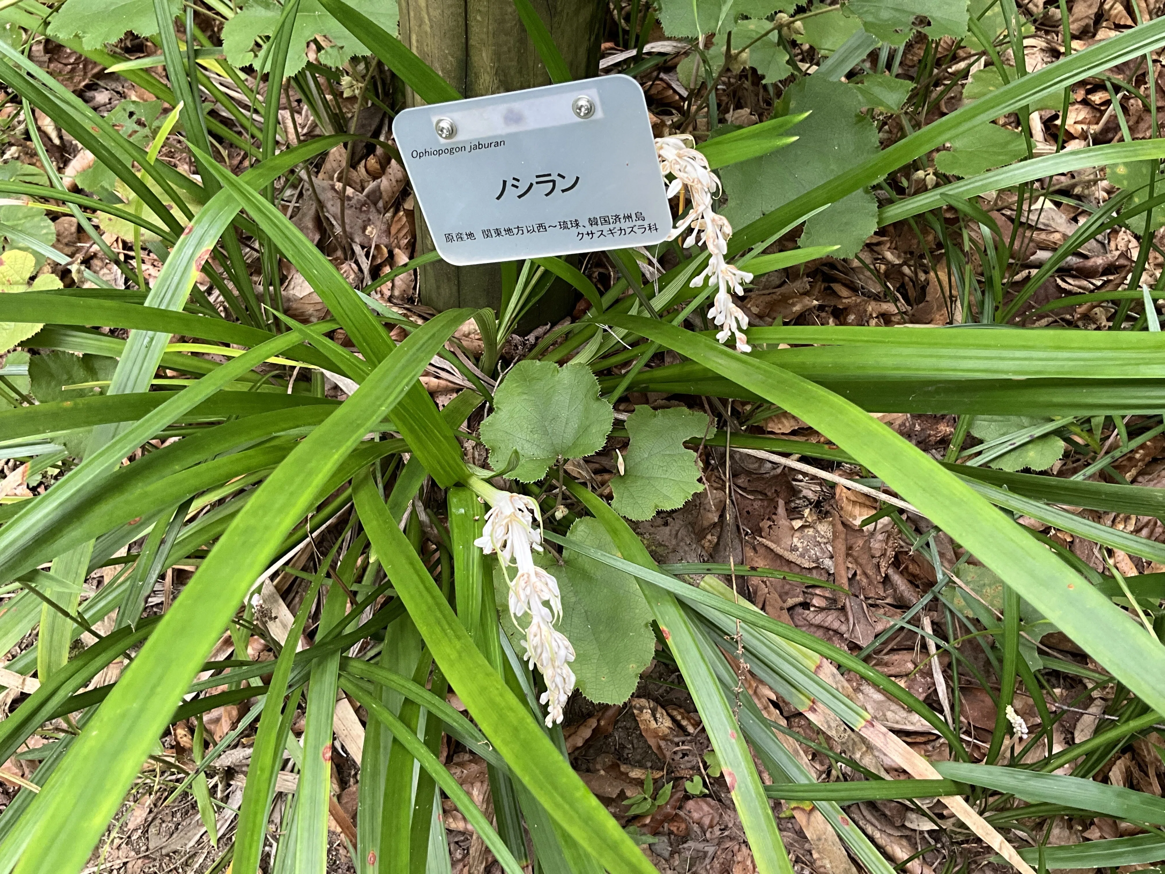 ノシランの花がいっぱい（京都府立植物園）：2026年8月15日（土