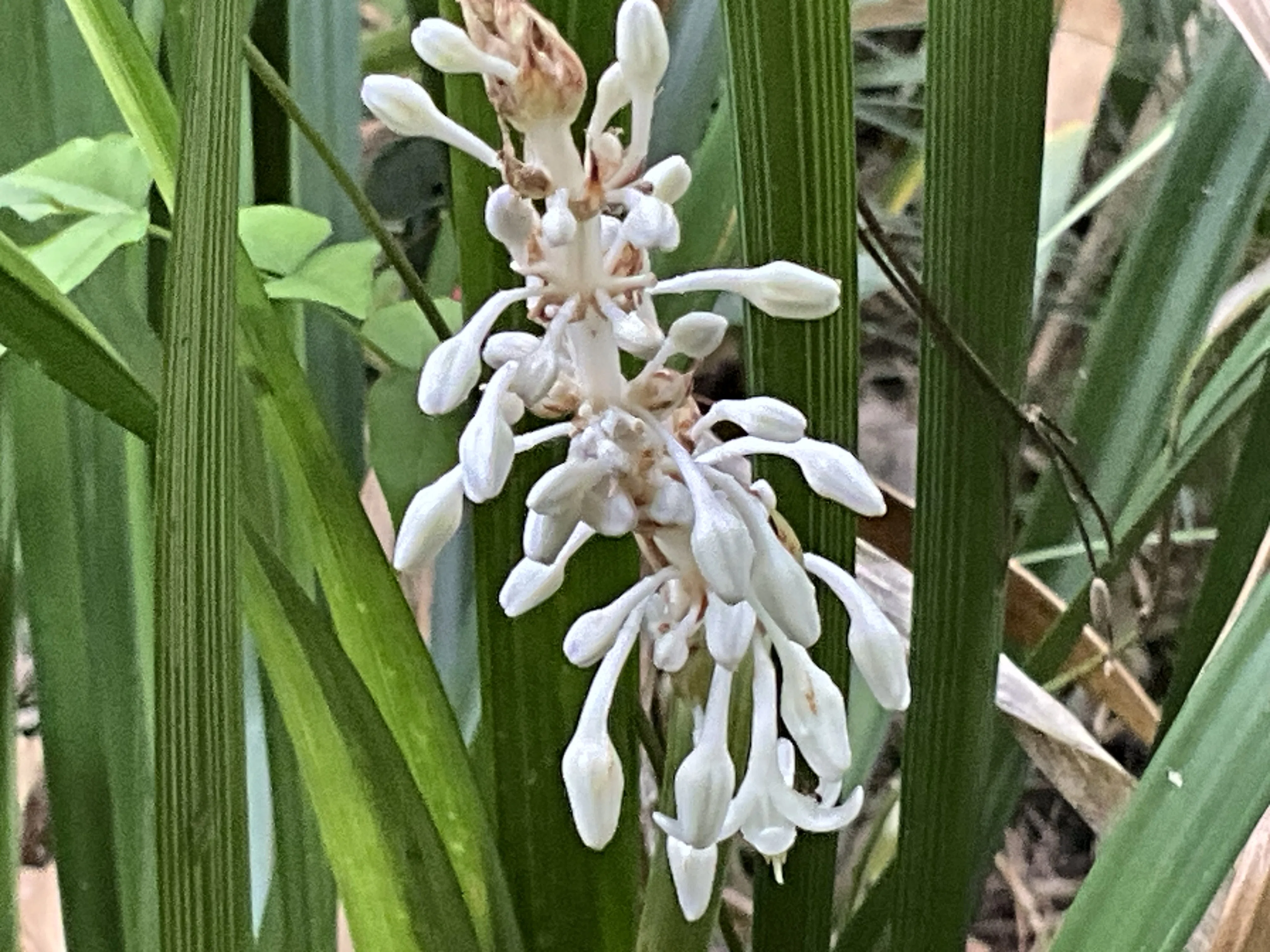 く*ん様 ナギラン　白花　　野生ラン ノシランの花がいっぱい（京都府立植物園）：2026年8月15日（土