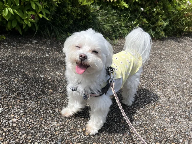 [When I let them sniff, the dog became positive] - More than the ...