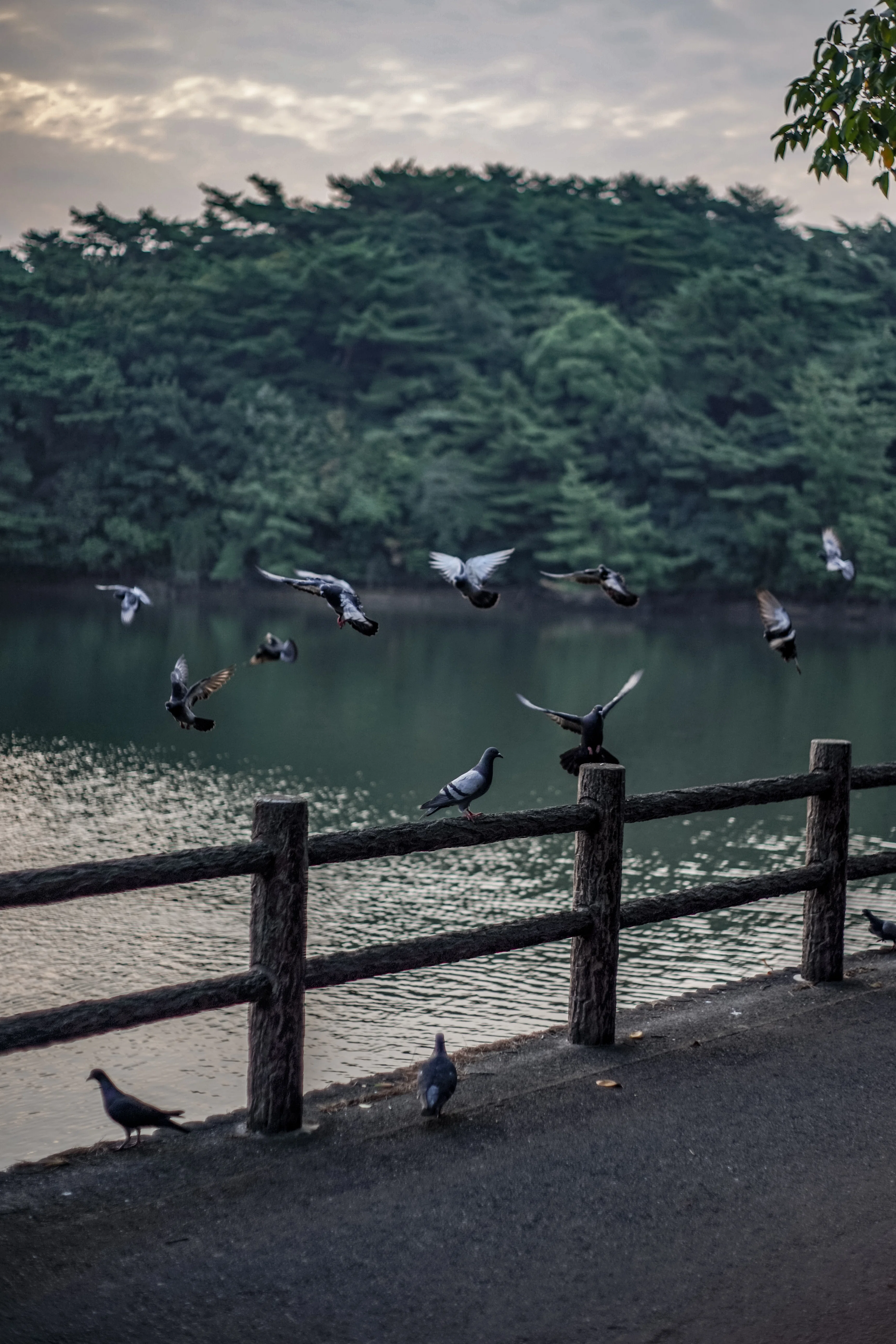 MINOLTA AF 50mm F1.7 単焦点 Aマウント　作例あり MINOLTA AF 50mm F1.7レビュー｜長く名玉と呼ばれる理由が、久しぶりに