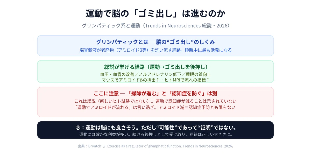 運動で脳の「ゴミ出し」は進むのか ─ グリンパティック系でどこまで分かっているか|私たちは死なない編集部