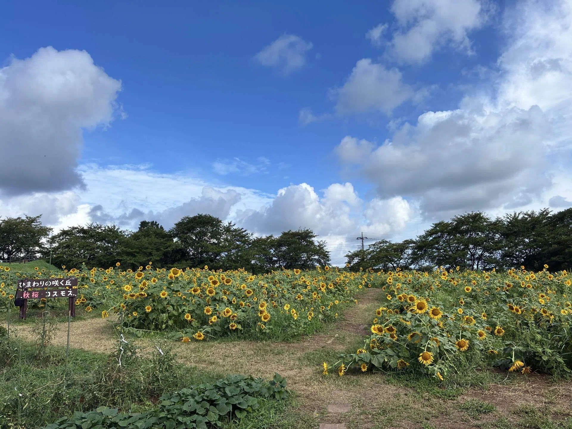 東松山農林公園ひまわりの咲く丘ライド140km｜西川正治