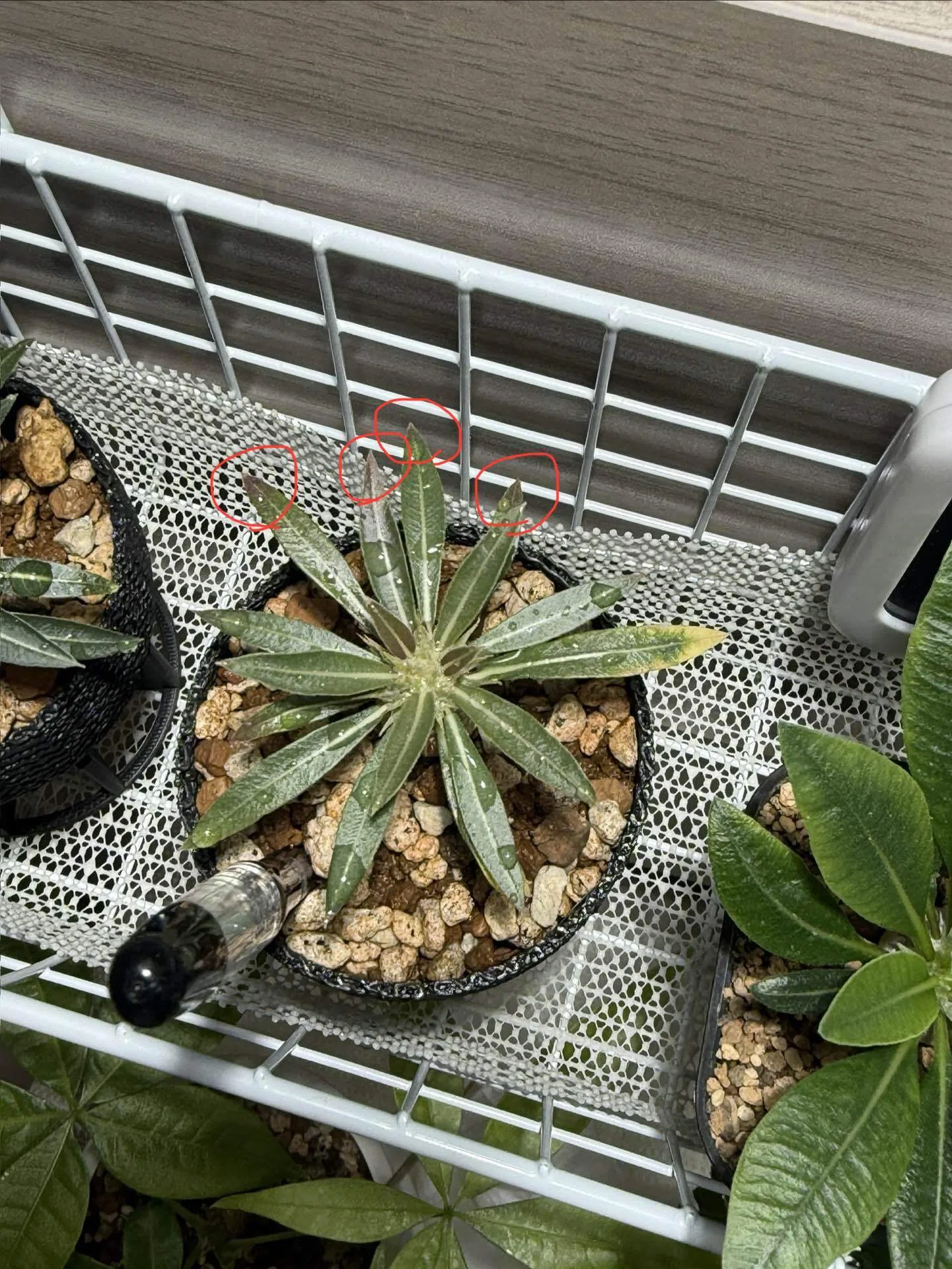 パキポディウム グラキリス 実生 3Dプリント鉢植え 検証】「通気性が良すぎるとどうなる？」3Dプリンター製ジャイロイド鉢