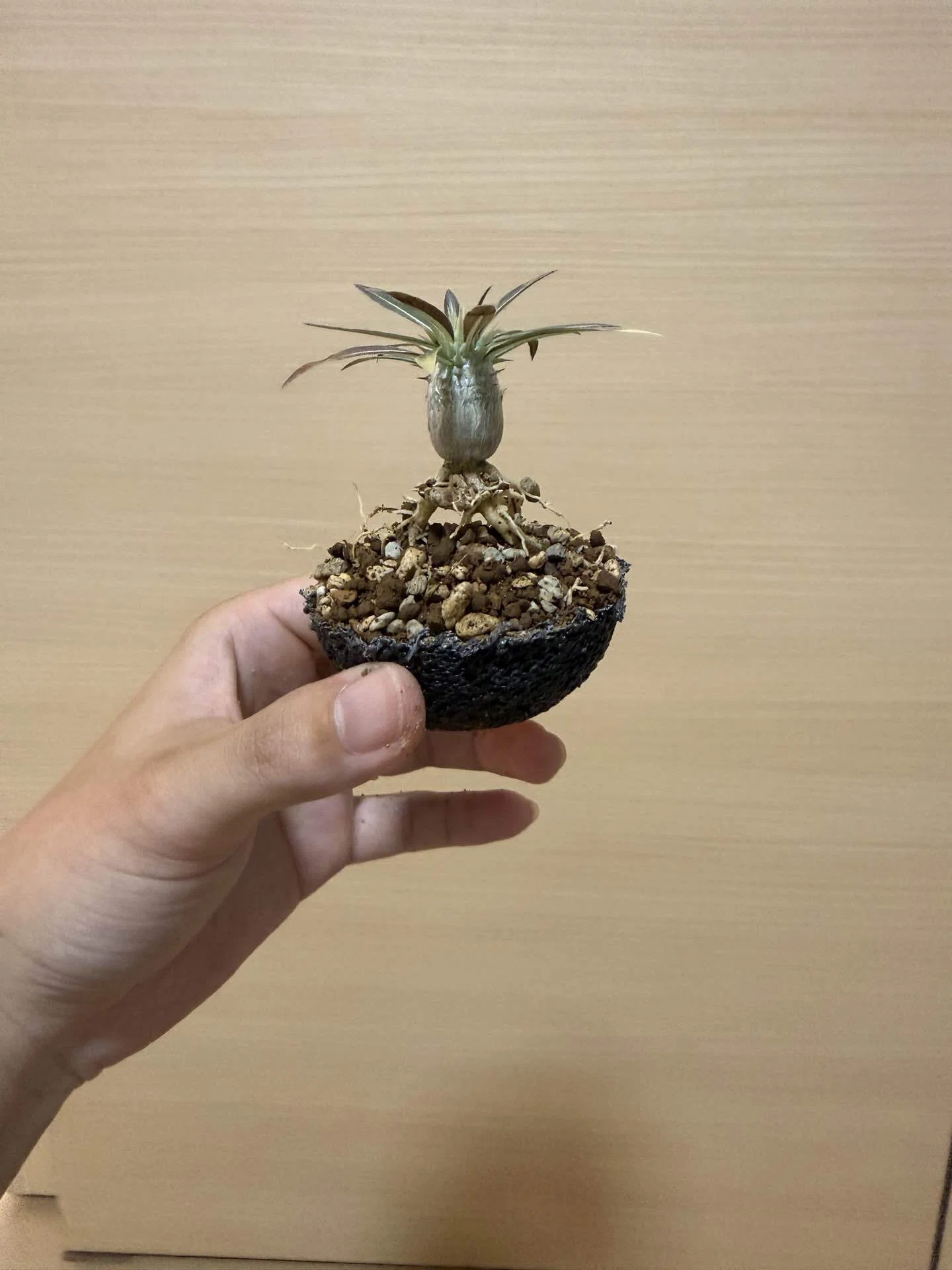 パキポディウム グラキリス 実生 3Dプリント鉢植え 検証】「通気性が良すぎるとどうなる？」3Dプリンター製ジャイロイド鉢
