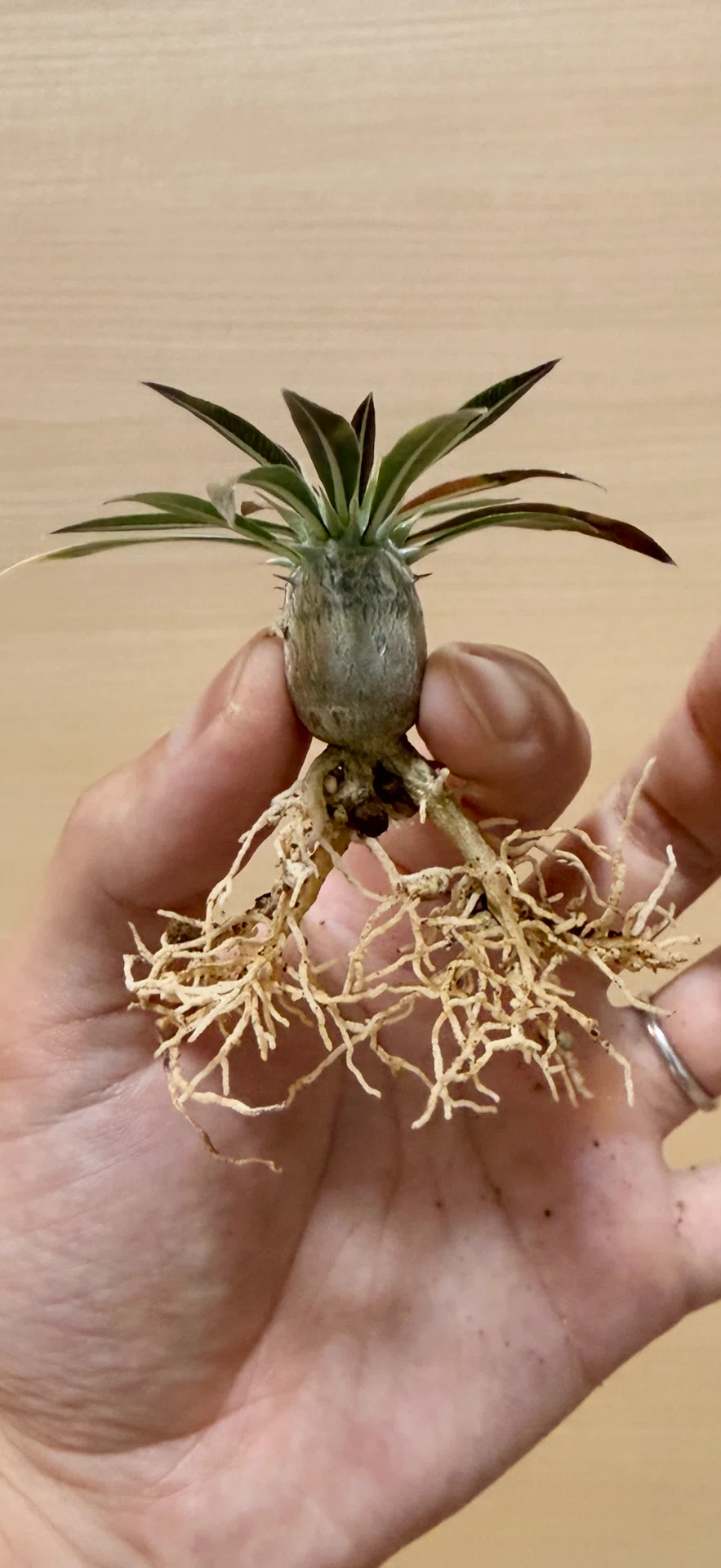 検証】「通気性が良すぎるとどうなる？」3Dプリンター製ジャイロイド鉢