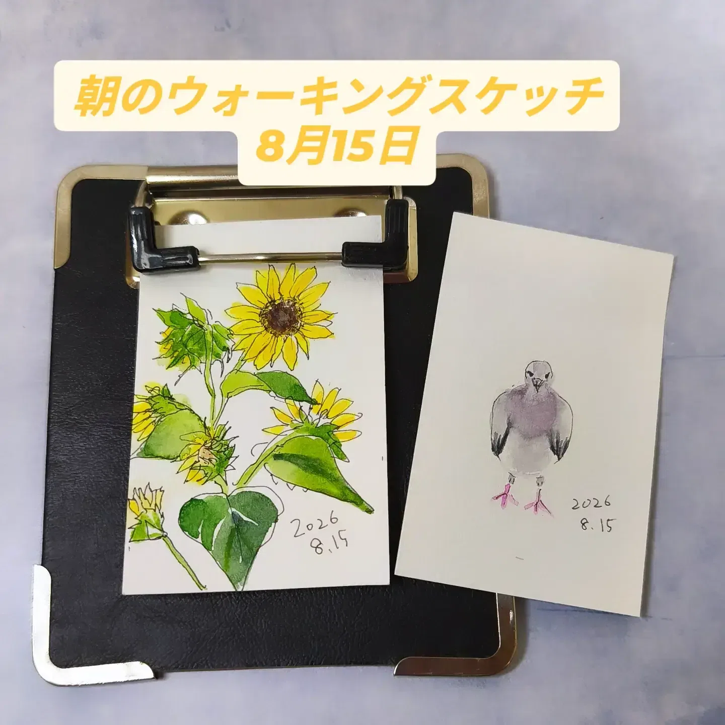 描きながら歩く 8月15日鳩 ヒマワリ成長記録⑳ |透明水彩スケッチ日記