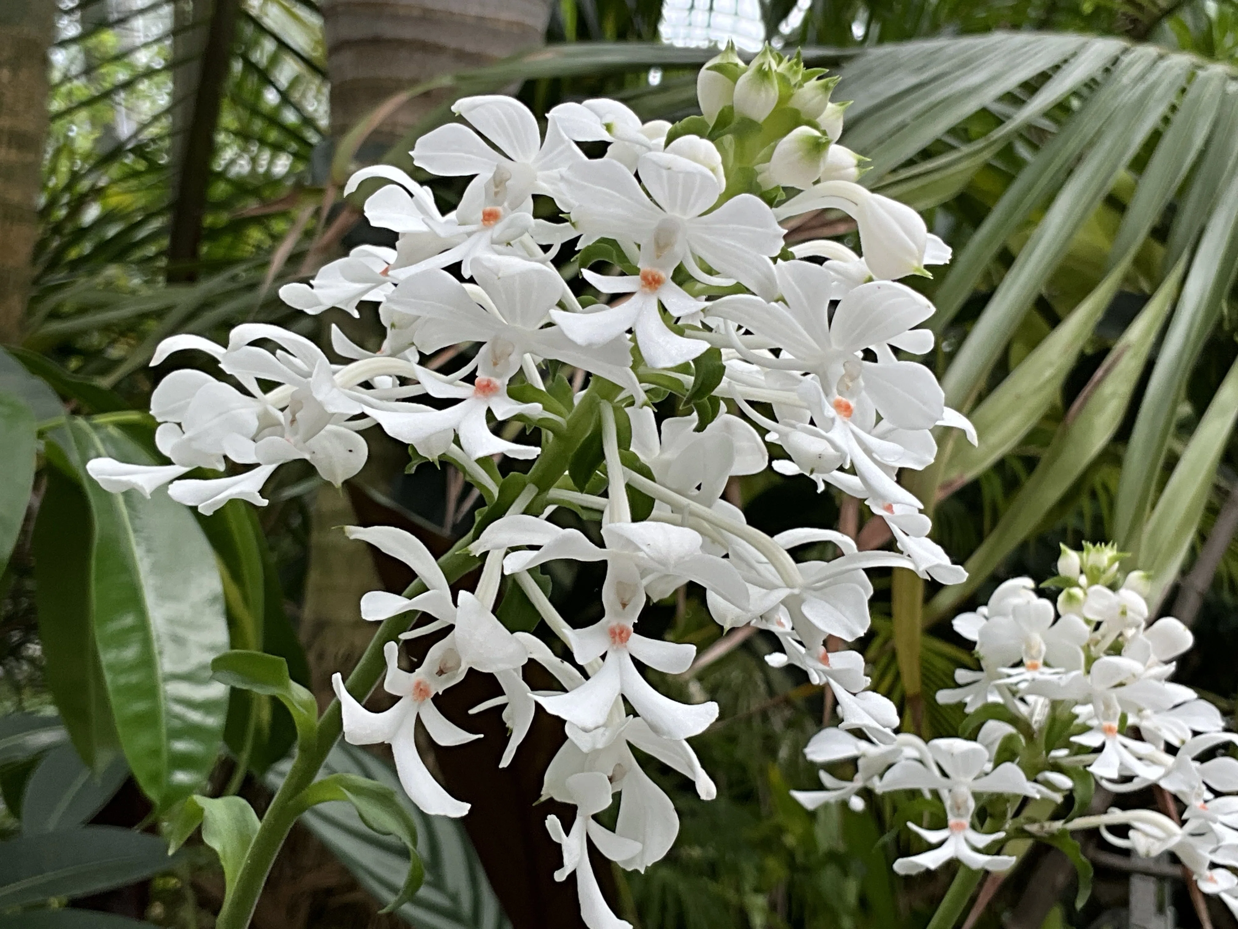 ツルラン（京都府立植物園）：2026年8月17日（月）｜藤井秀昭（『京都
