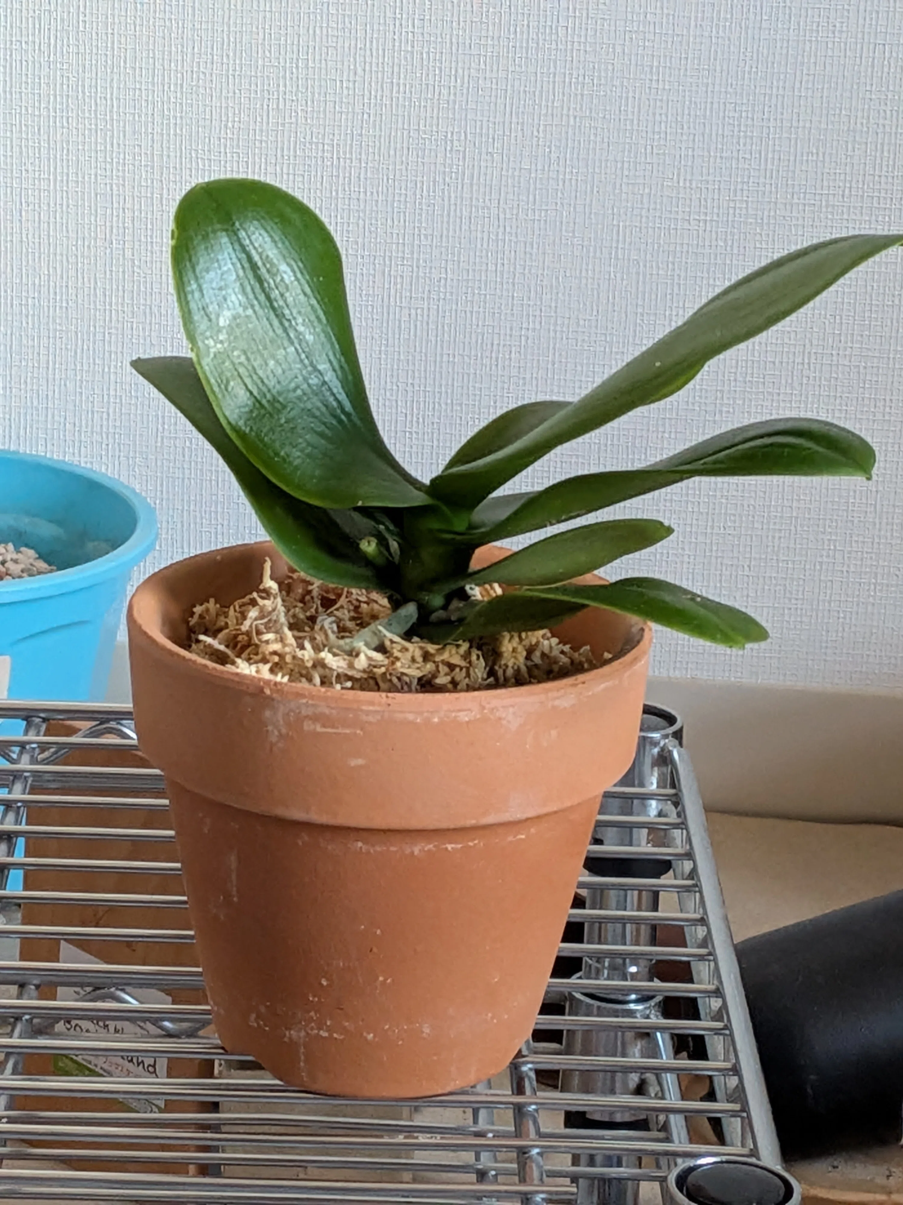 Fascinated by Phalaenopsis #1 - Encounters and Farewells｜ヤシウニン