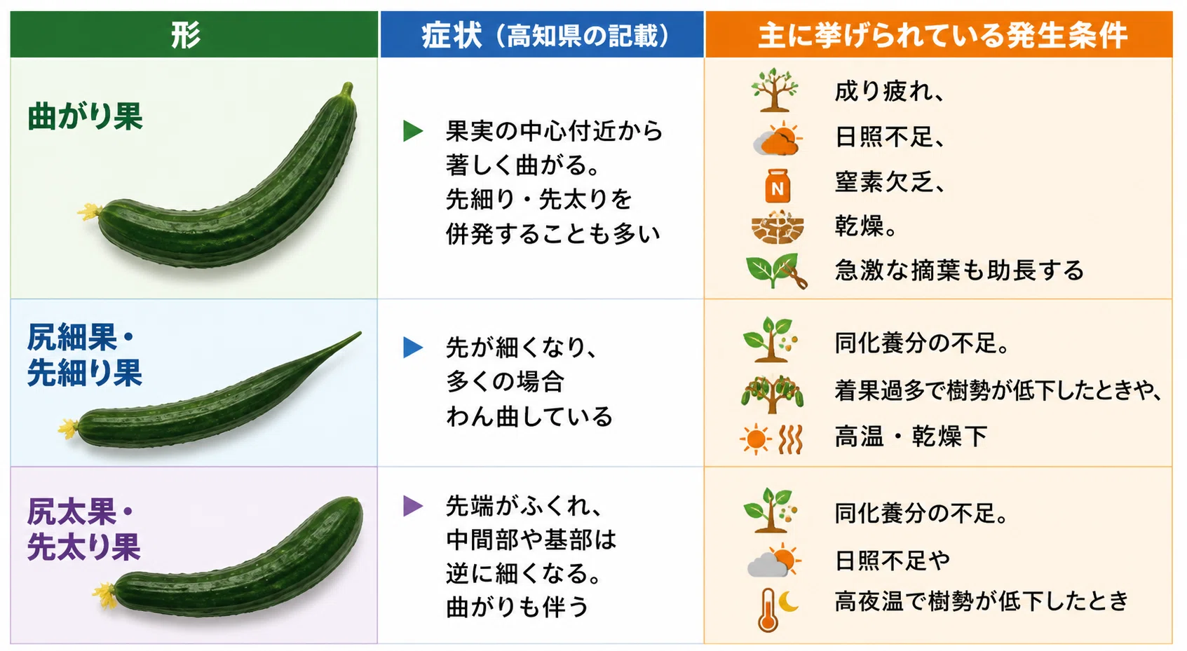 キュウリが急に曲がり始めたら｜株が出している夏終盤のサイン｜気象
