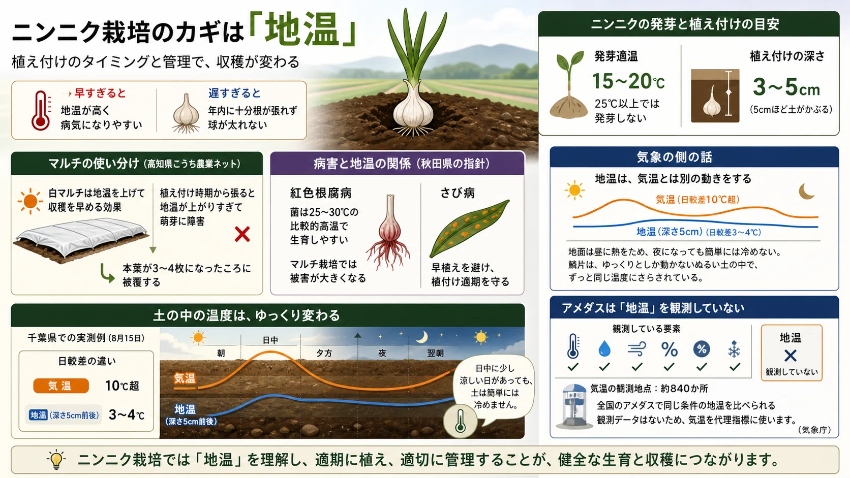 にんにくの育て方はプランターと畑で何が違う？植え付け時期と失敗しないコツを徹底解説
