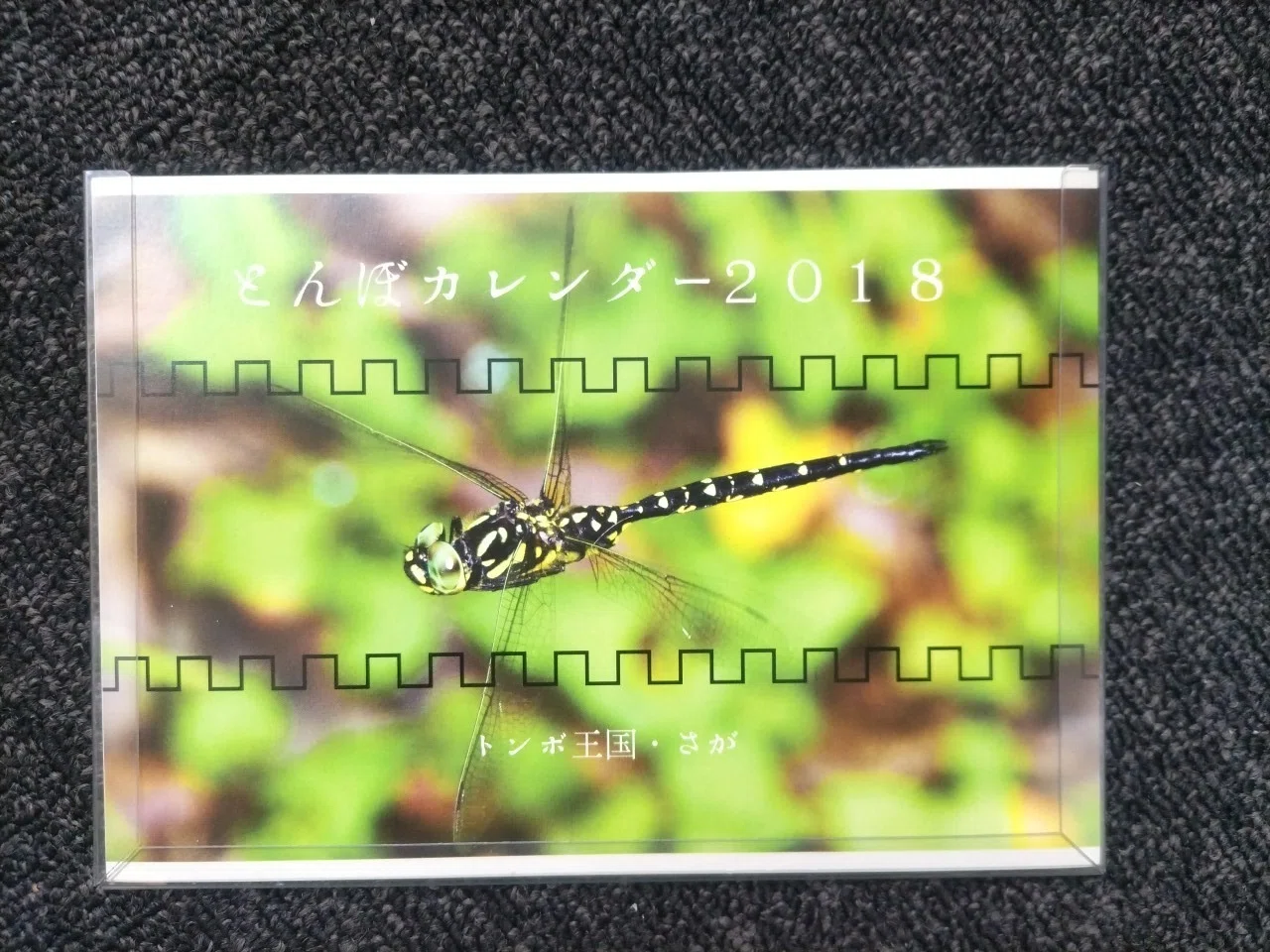 写真を撮った話】トンボと蓮の花のコラボ写真を求めて｜はっちゃん