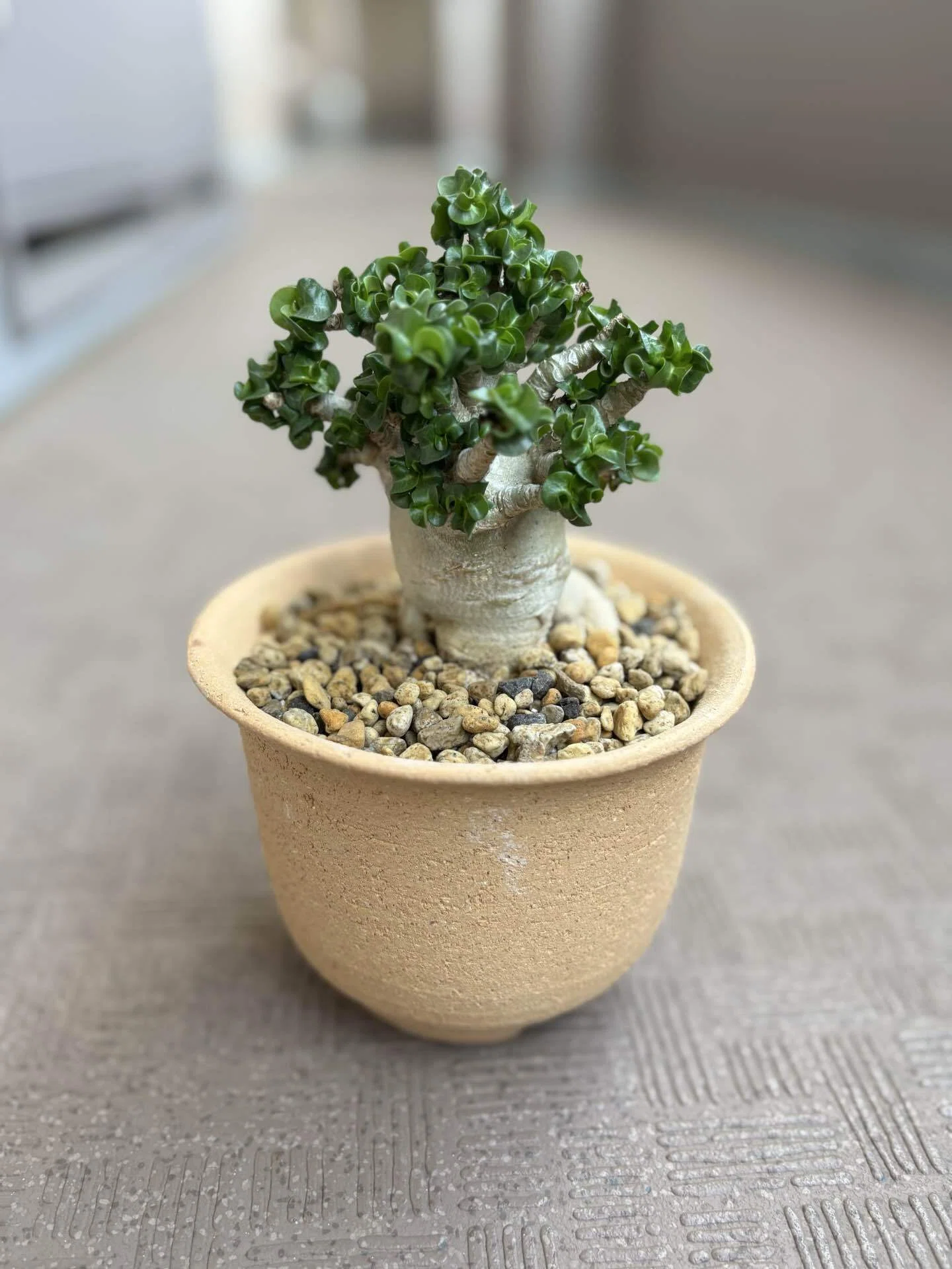 Repotting Adenium and Astrophytum myriostigma｜Xīng Journal ｜ A
