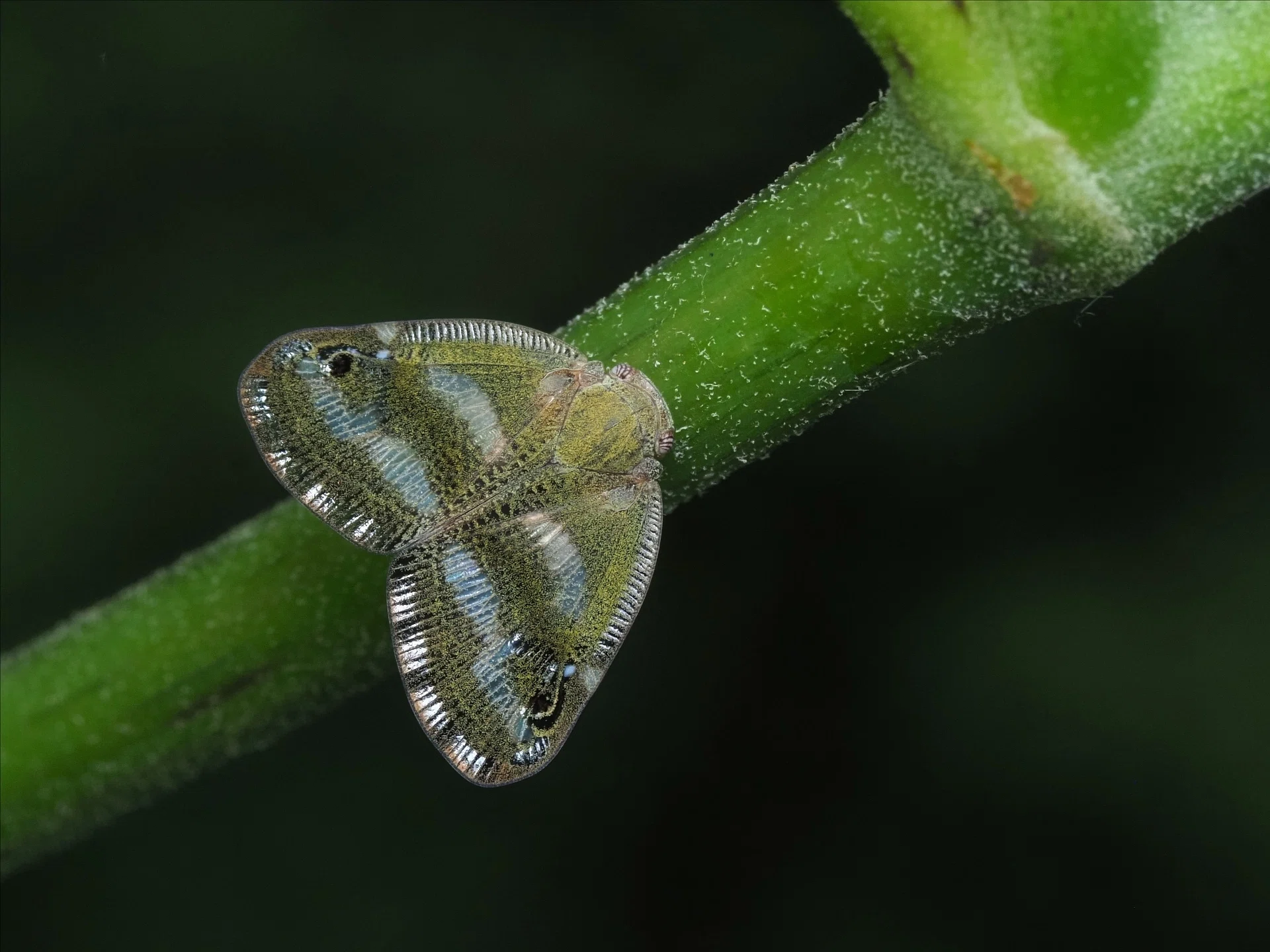 白石 折帖 虫 花など 白石 折帖 虫 花など 白石 折帖 虫 花など 白石