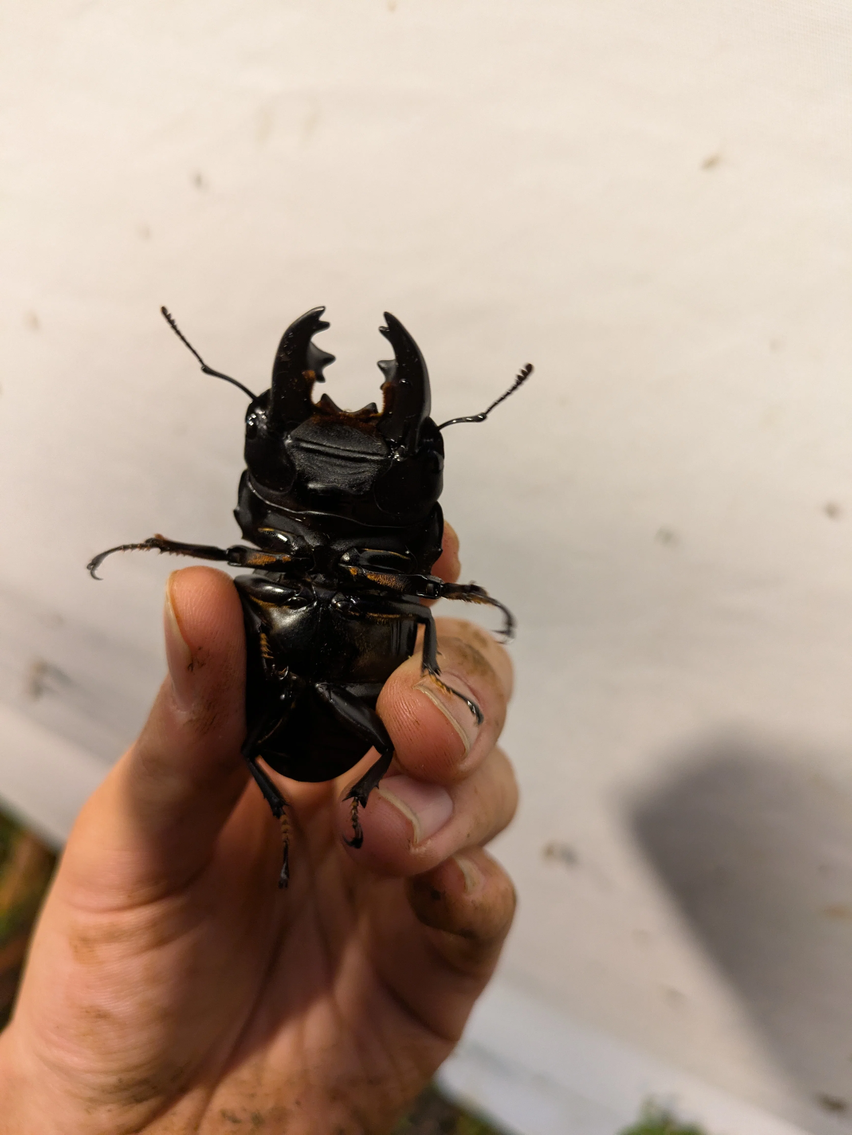 インドネシア🇮🇩コーカサスオオカブト採集記｜ミニクワ