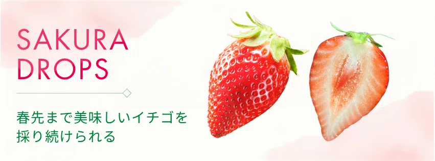 CULTA品種紹介】「暑さに強い」だけじゃない？個性派揃いのイチゴ新