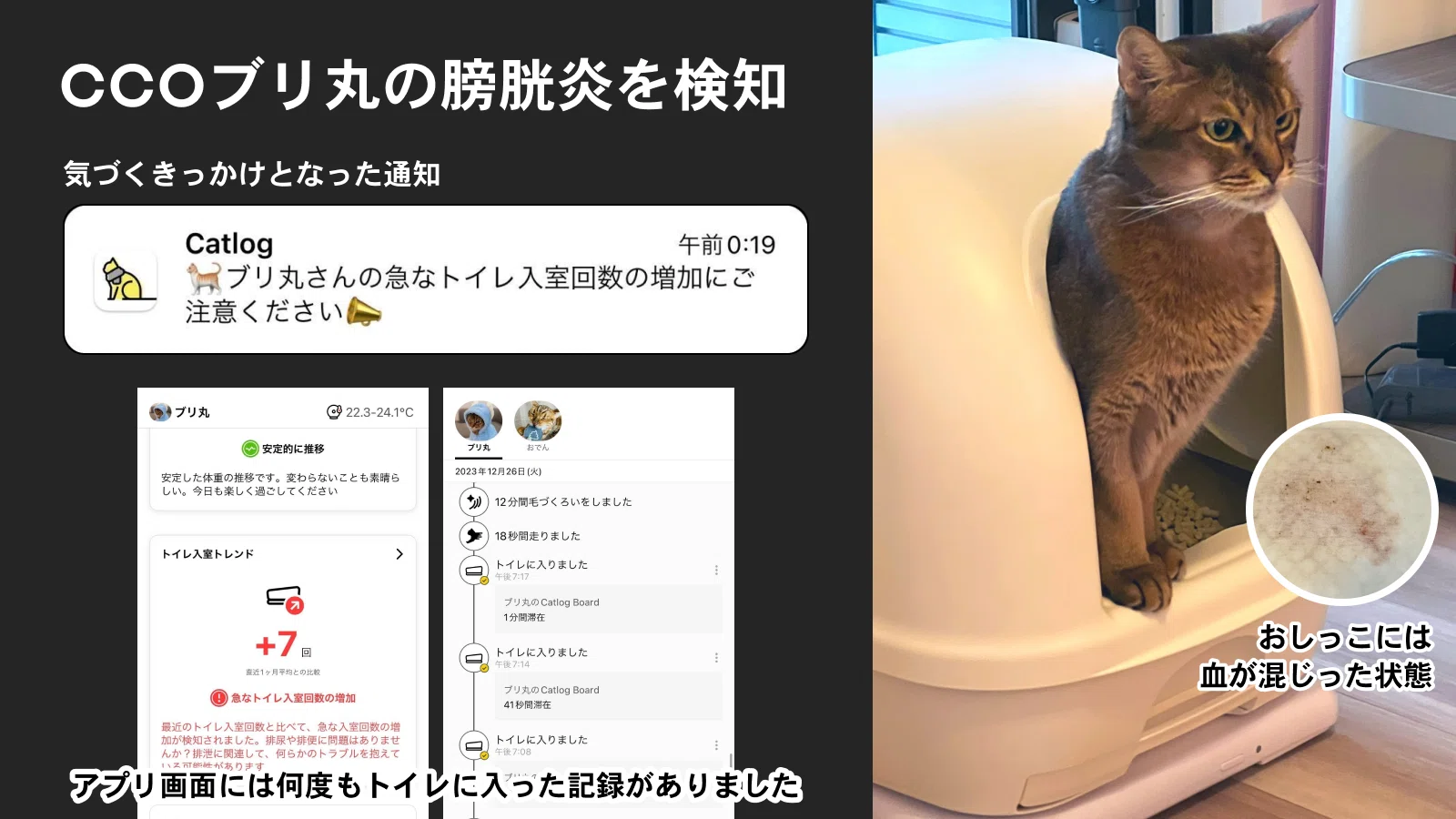 Catlog Boardで、見守りに体重・排泄の記録を加える｜RABO, Inc.