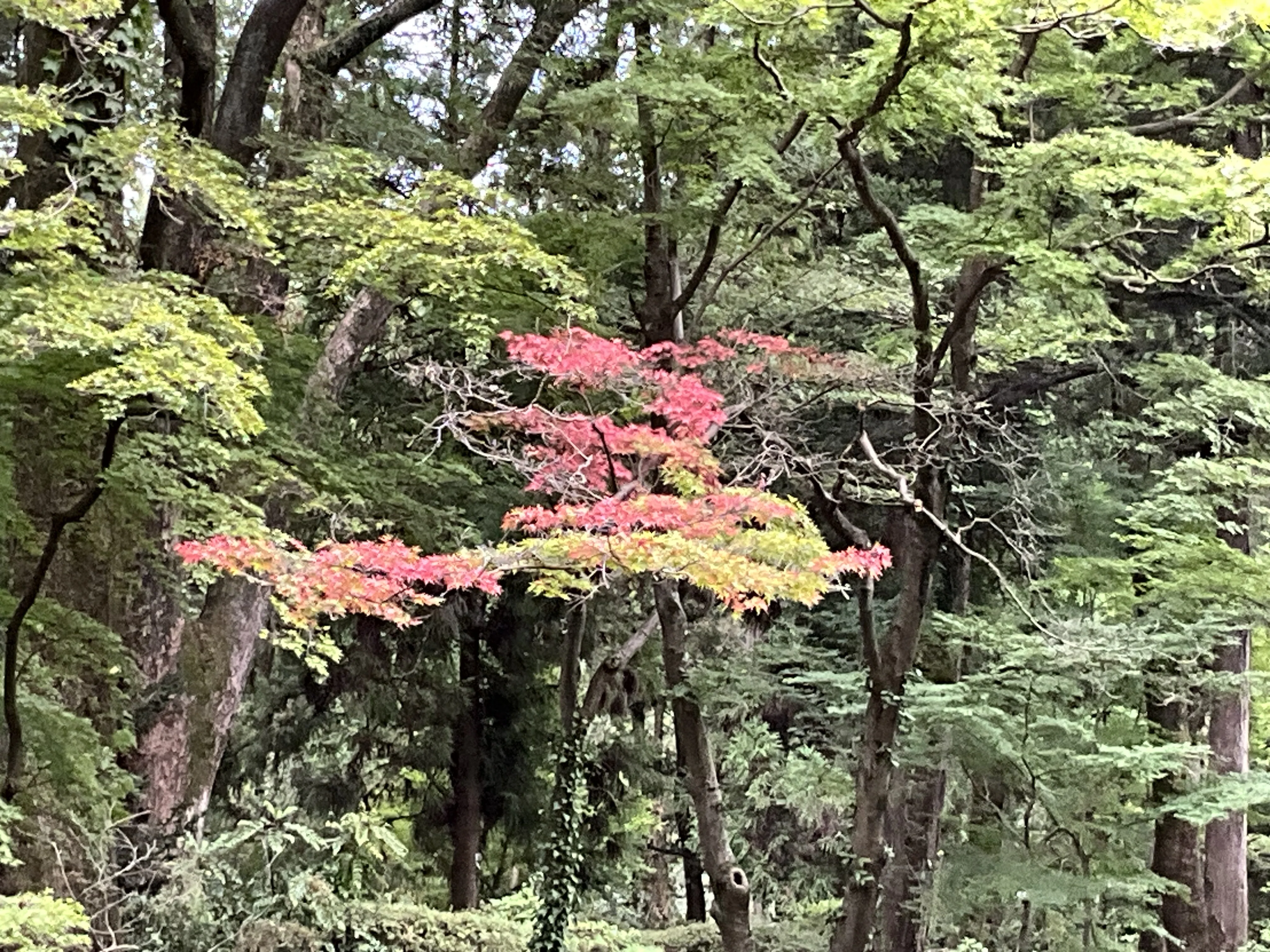 なからぎの森のイロハモミジに一足早い秋の色（京都府立植物園）：2026