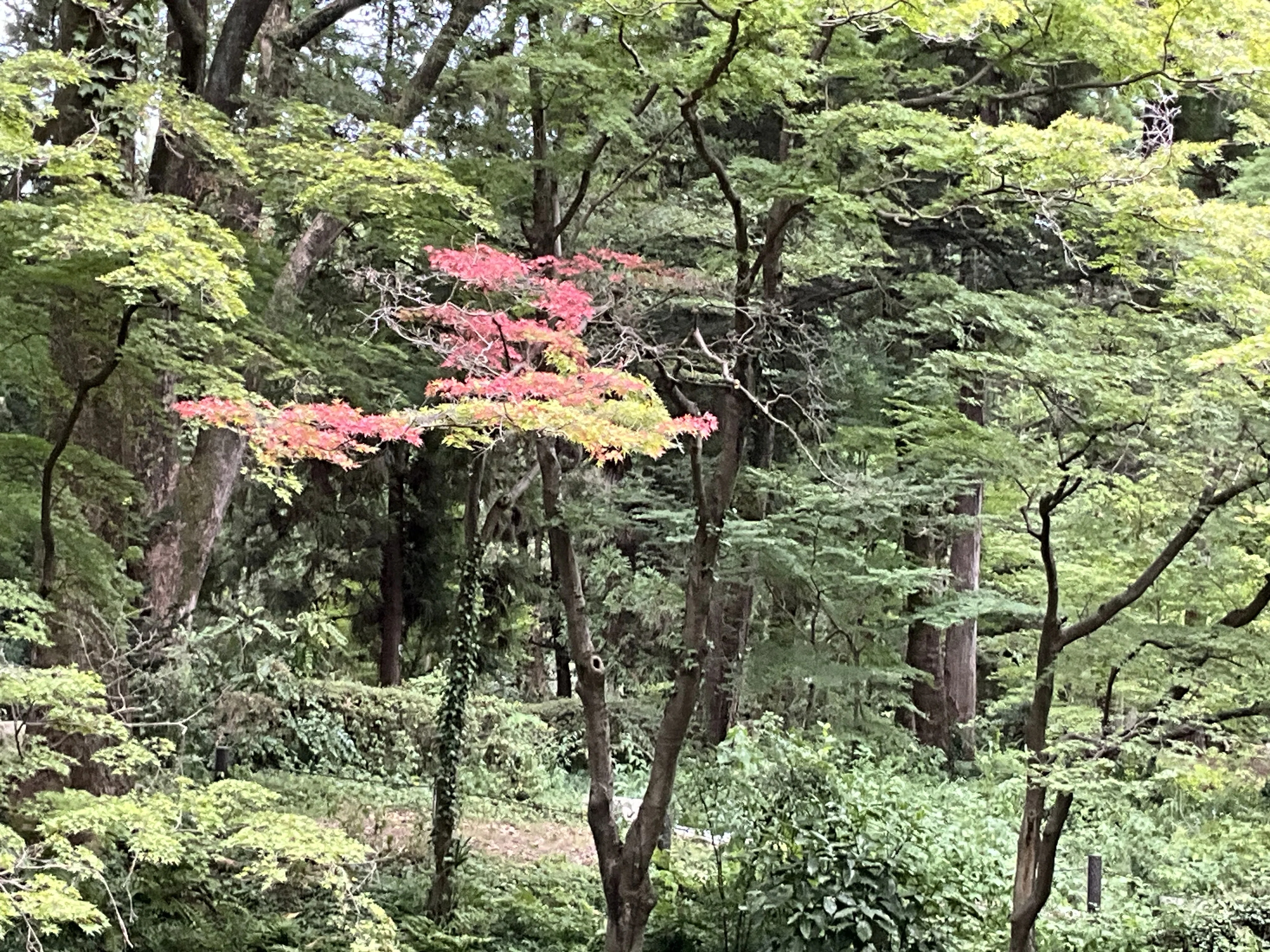 なからぎの森のイロハモミジに一足早い秋の色（京都府立植物園）：2026