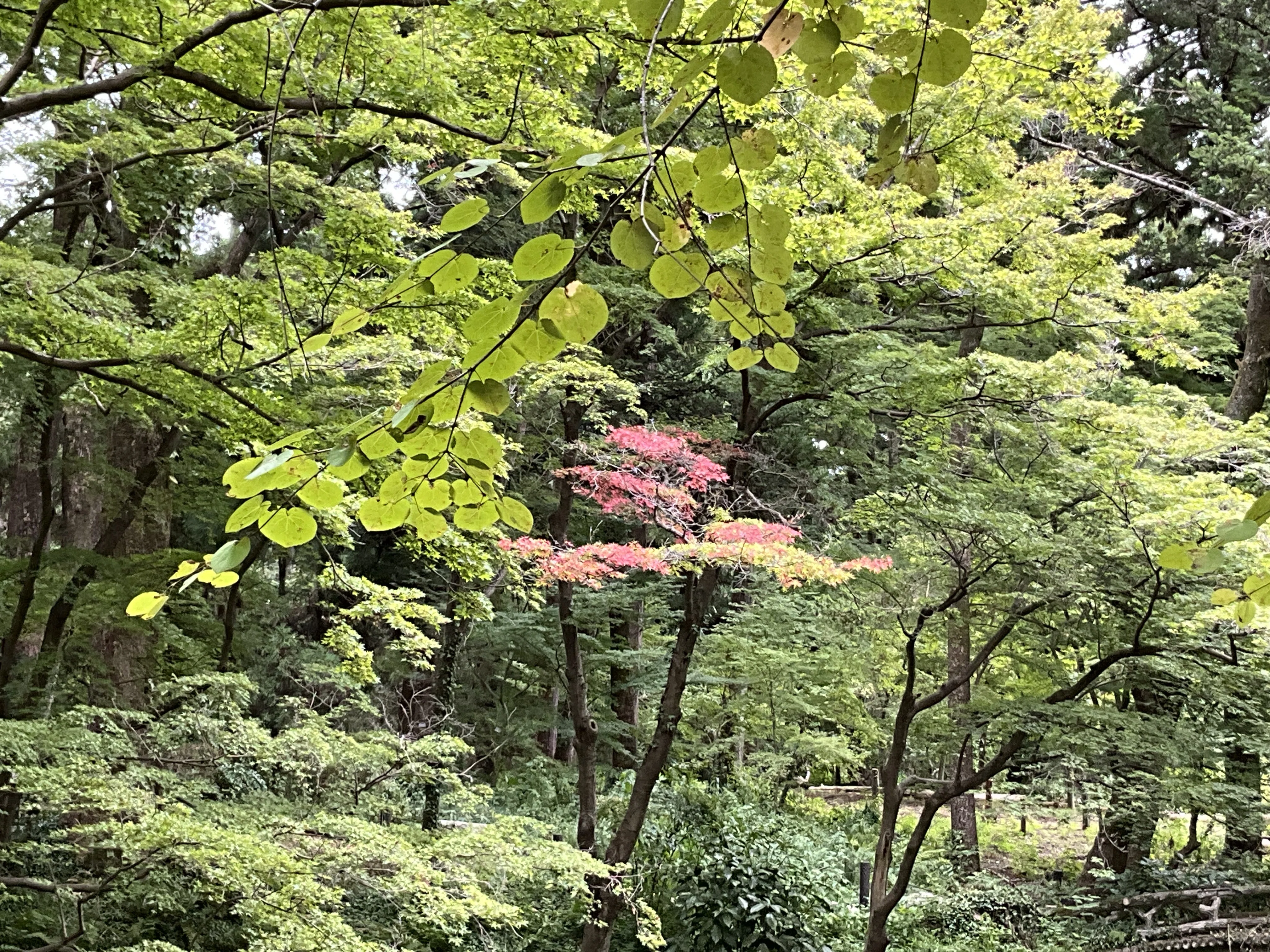 なからぎの森のイロハモミジに一足早い秋の色（京都府立植物園）：2026
