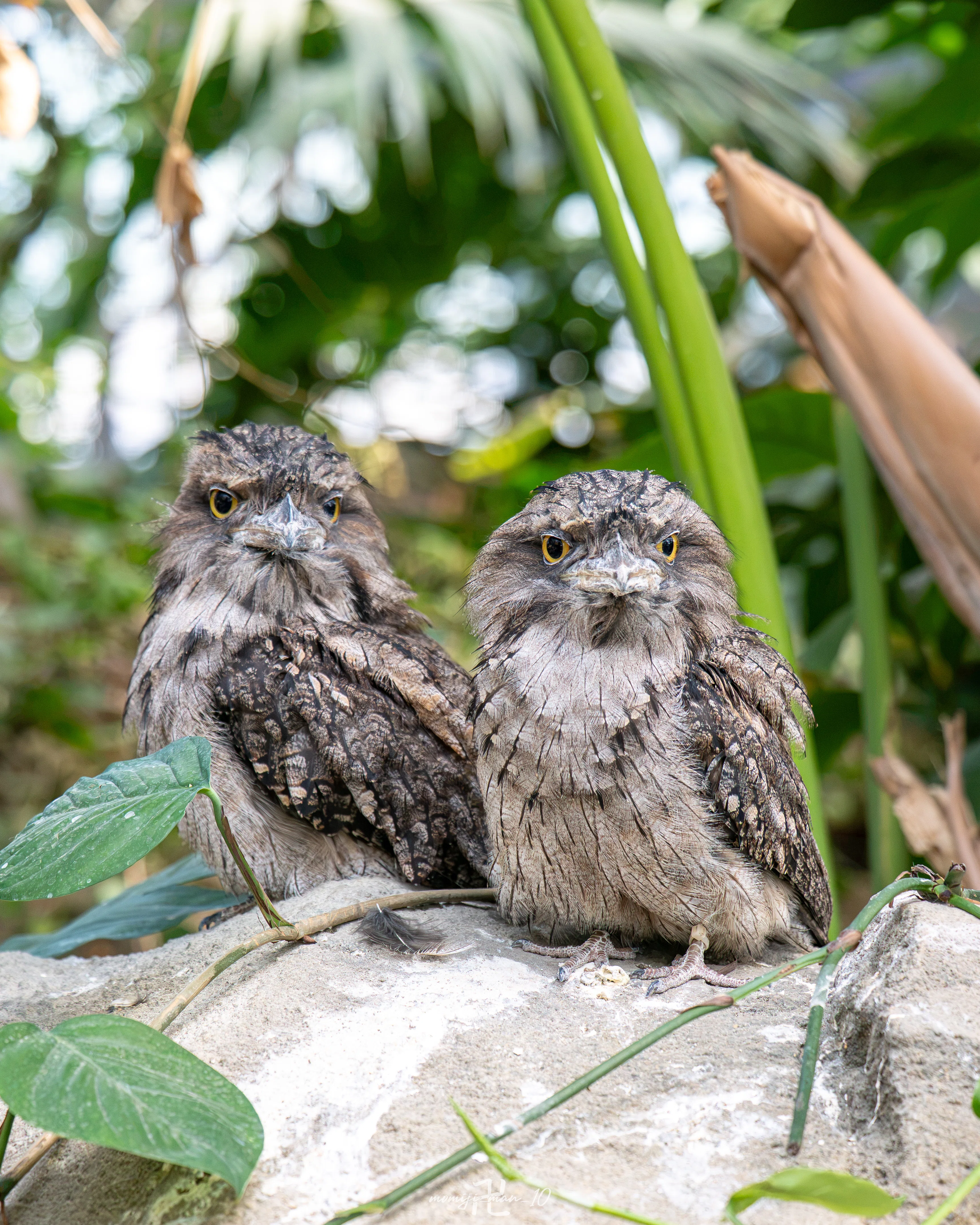オーストラリアガマグチヨタカってかわいいよね｜もみじ卍ゅう│カメラ