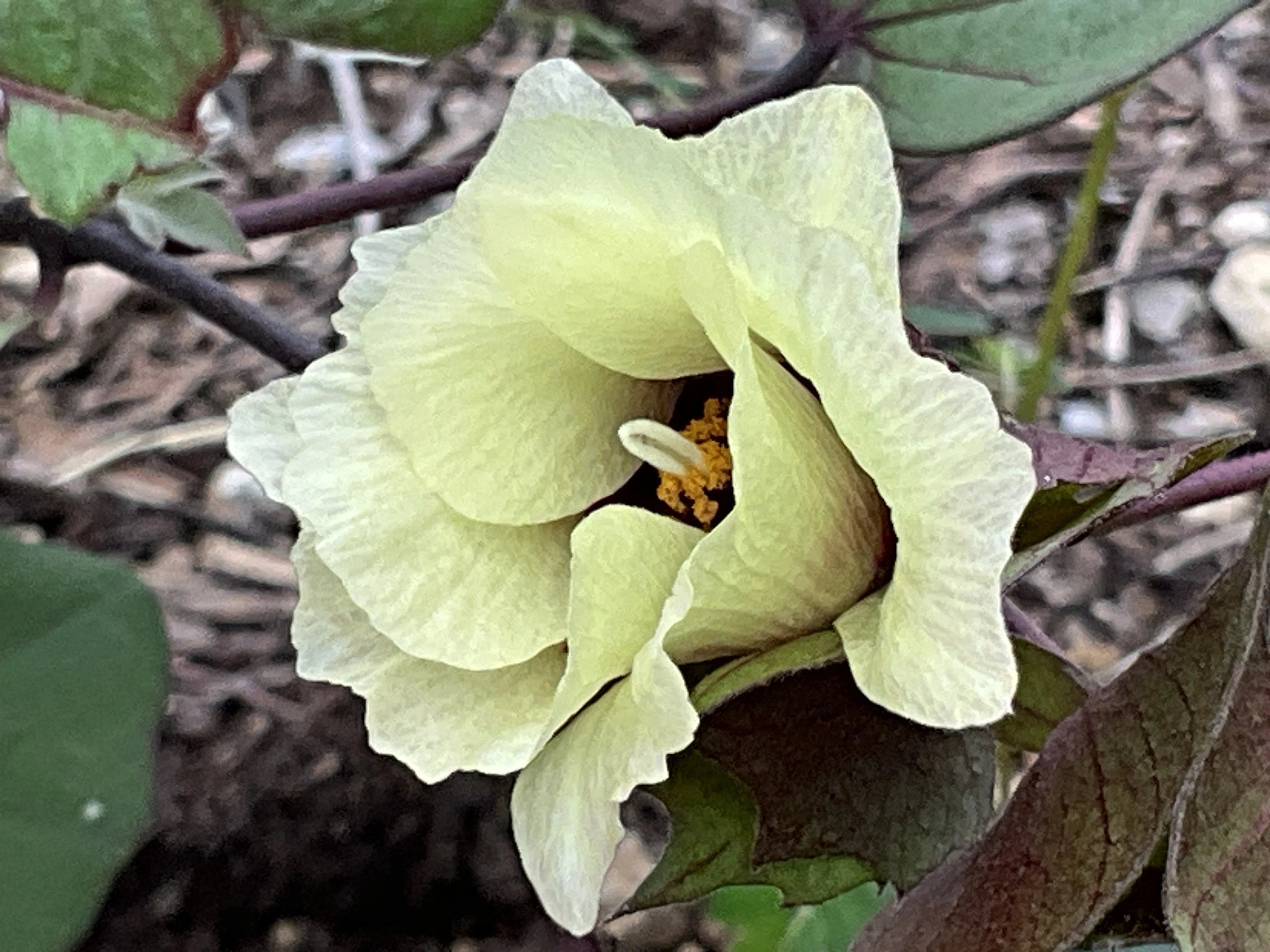 ワタ（綿）の花（京都府立植物園）：2026年8月19日（水）｜藤井秀昭