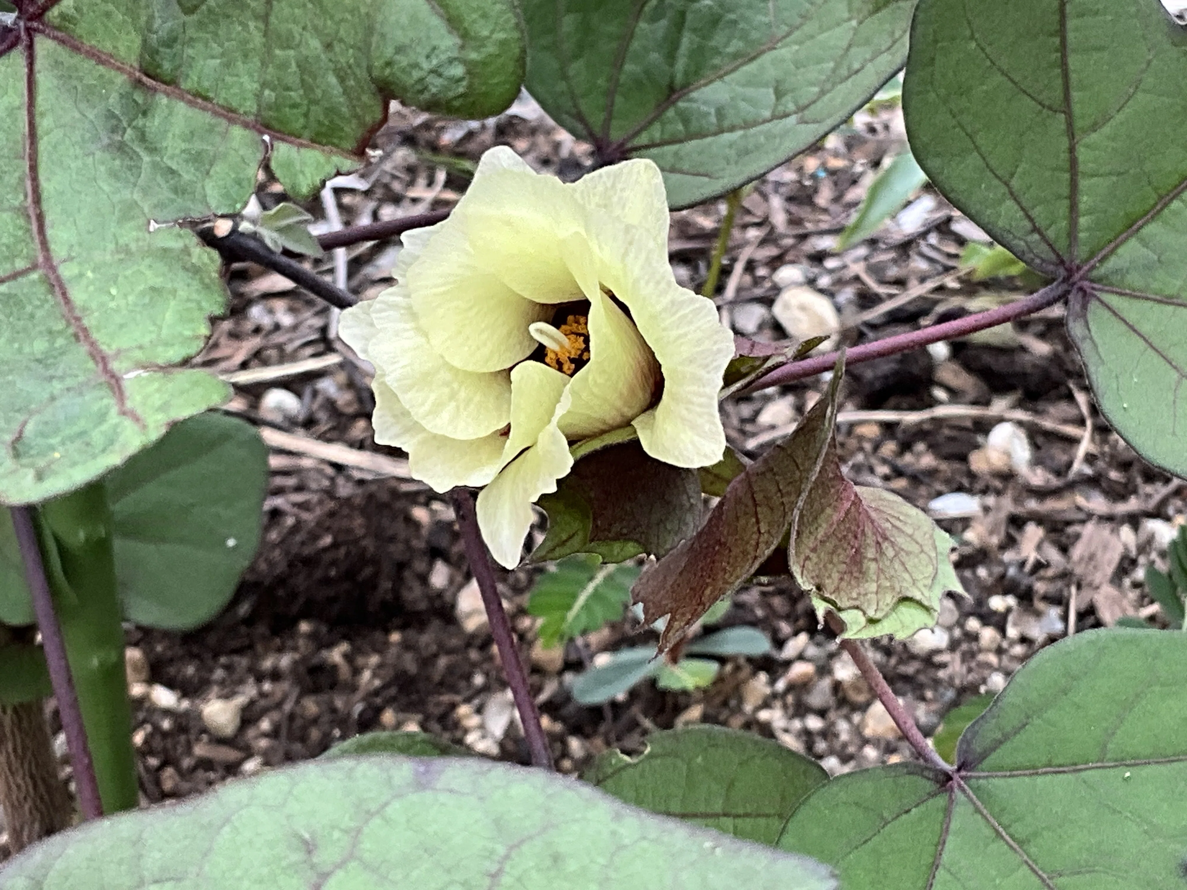 ワタ（綿）の花（京都府立植物園）：2026年8月19日（水）｜藤井秀昭