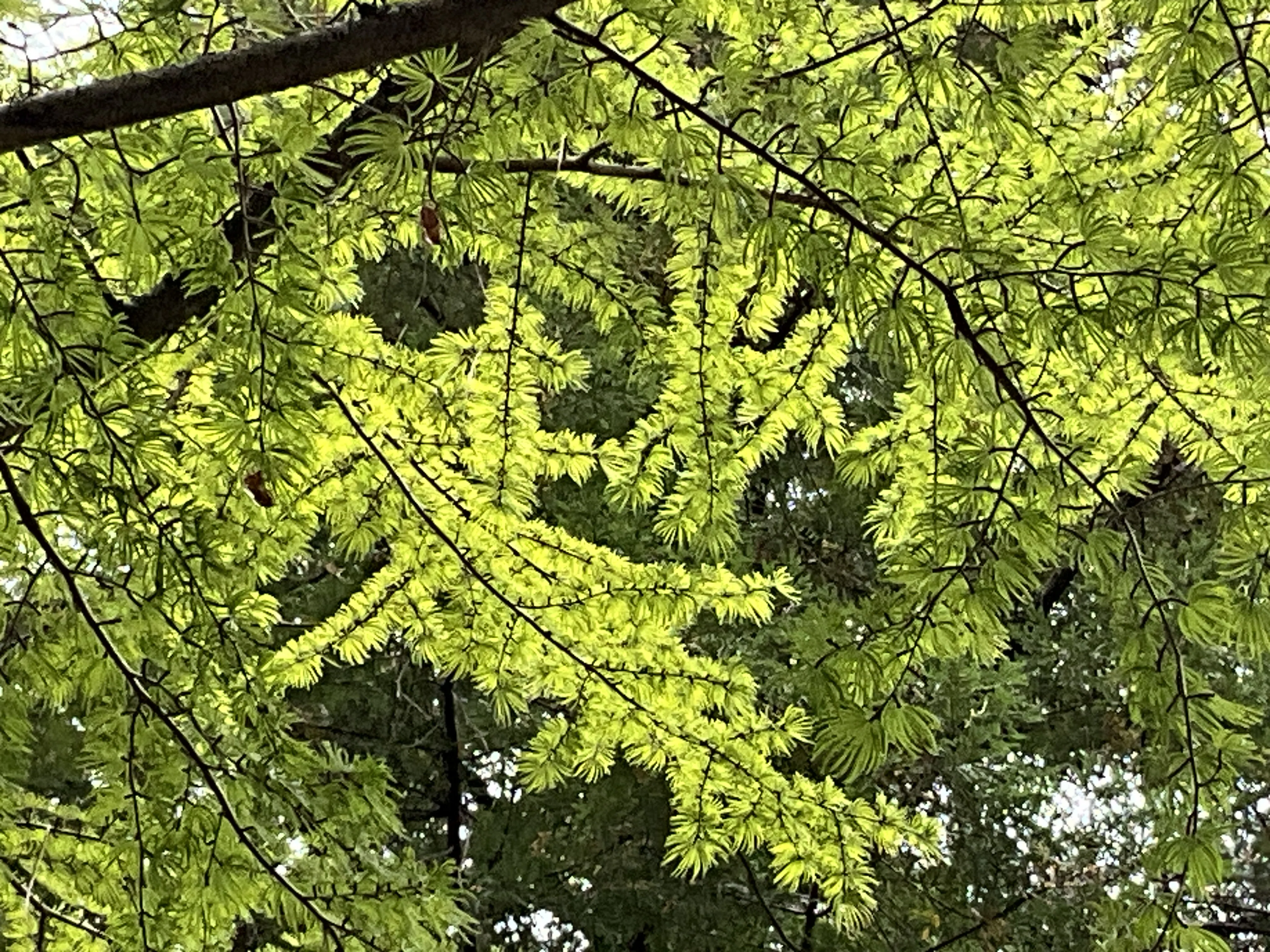 イヌカラマツ（犬唐松）（京都府立植物園）：2026年8月19日（水
