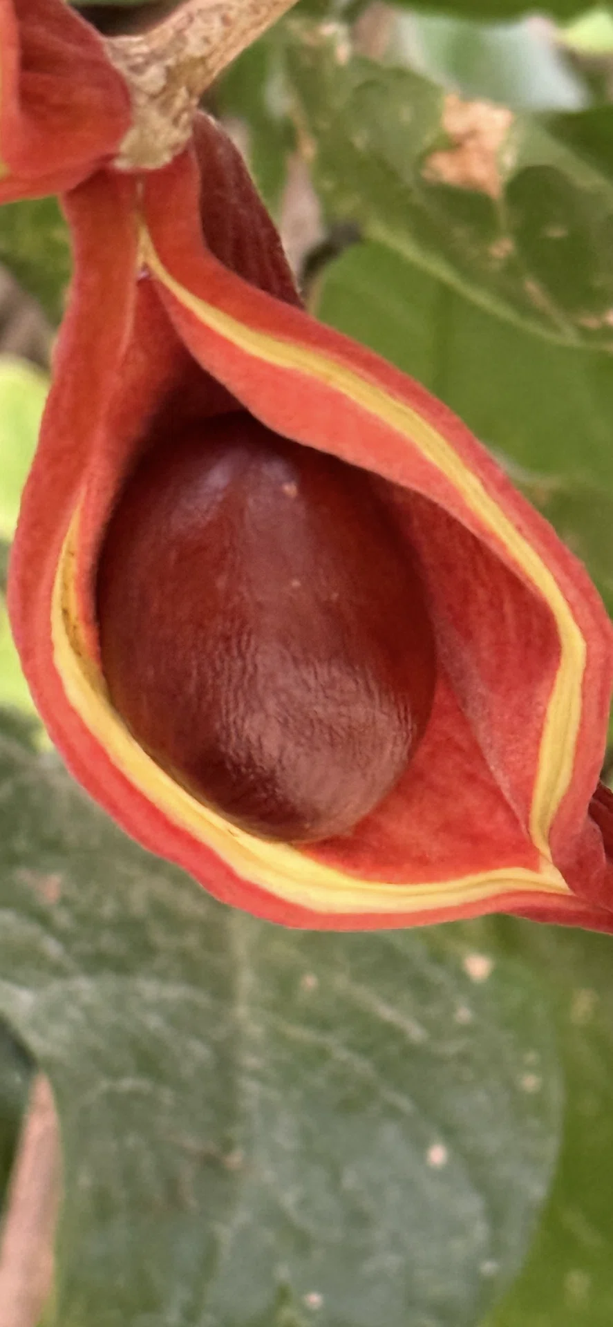 ピンポンノキ』 その花姿と同様、実姿も異彩を放つもの｜EGGSEED