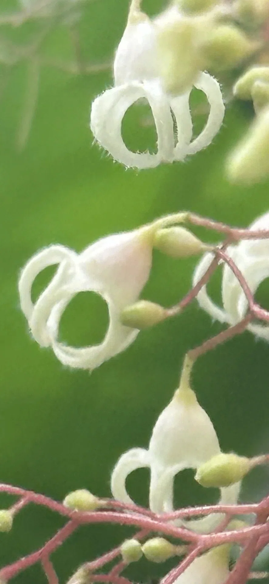 ピンポンノキ』 その花姿と同様、実姿も異彩を放つもの｜EGGSEED