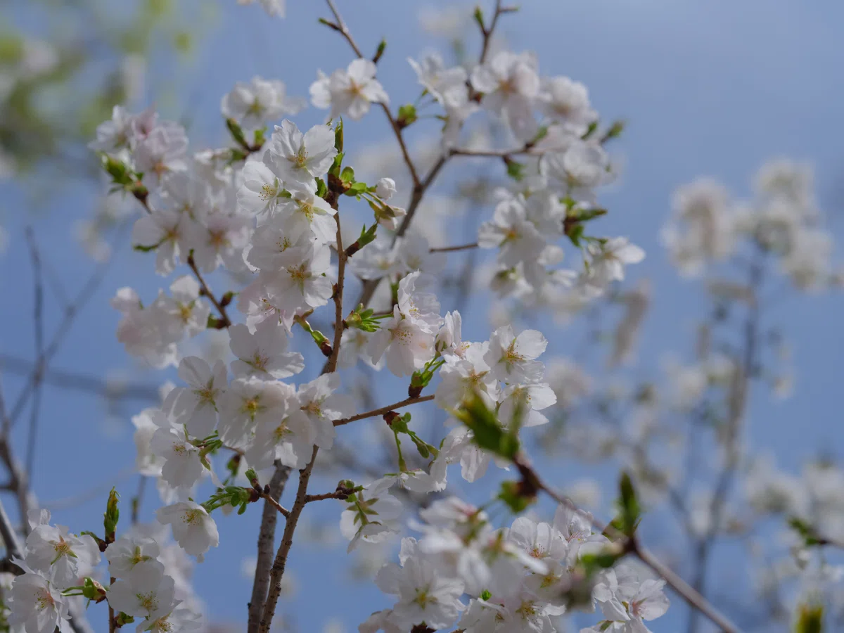 #006-2 4月3日はまだまだ桜 GFX100S + 80mm F1.7 編|Akihiko 1963