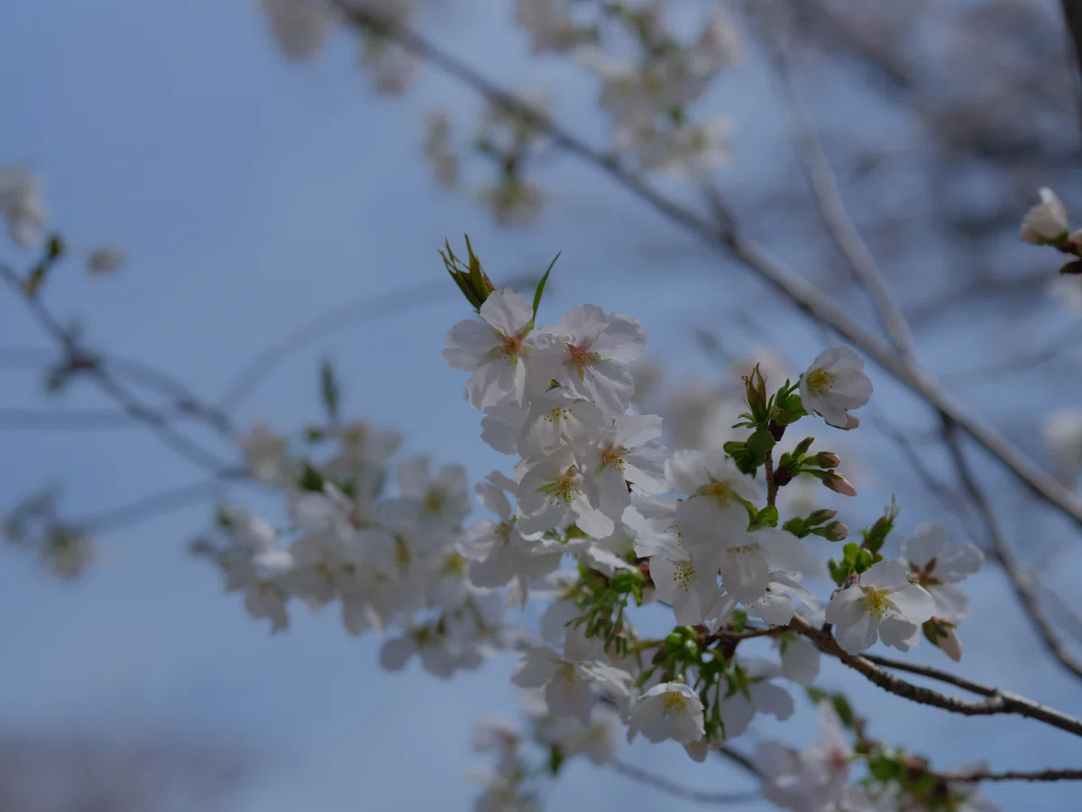 #006-2 4月3日はまだまだ桜 GFX100S + 80mm F1.7 編|Akihiko 1963