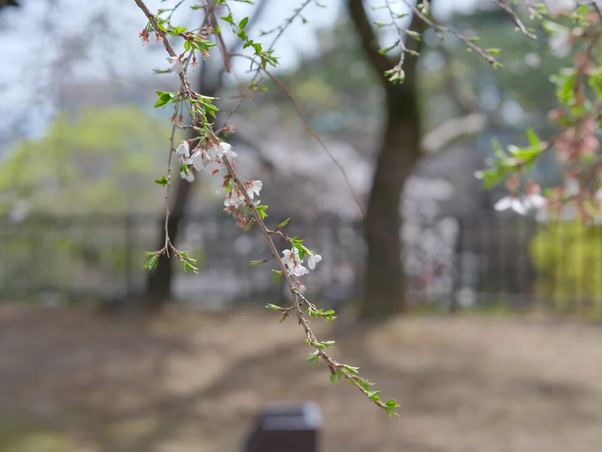 #006-2 4月3日はまだまだ桜 GFX100S + 80mm F1.7 編|Akihiko 1963