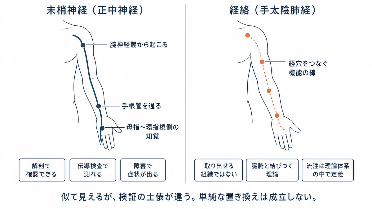 経絡は神経なのか?【第1回】肺経・大腸経・三焦経を末梢神経から検証する|宮城島大樹@日本で最もトレーナーを育成してるトレーナー