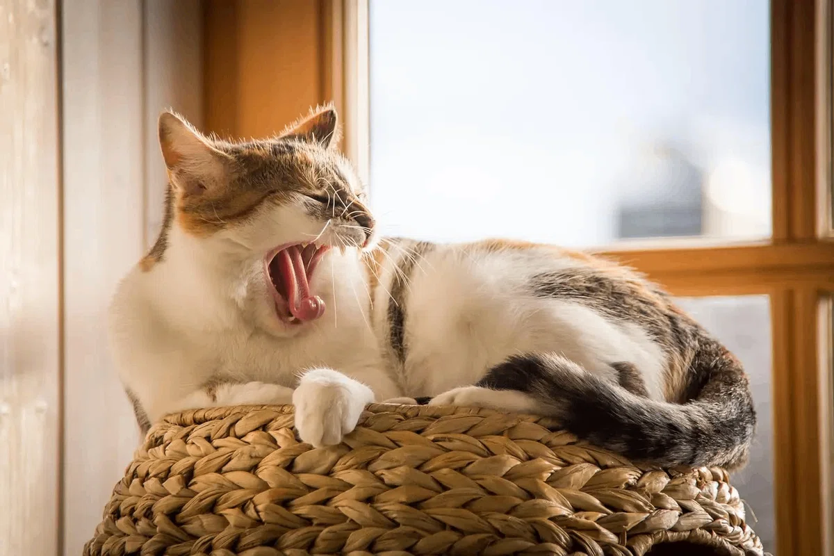 窓際でくつろぎながら、あくびをする猫