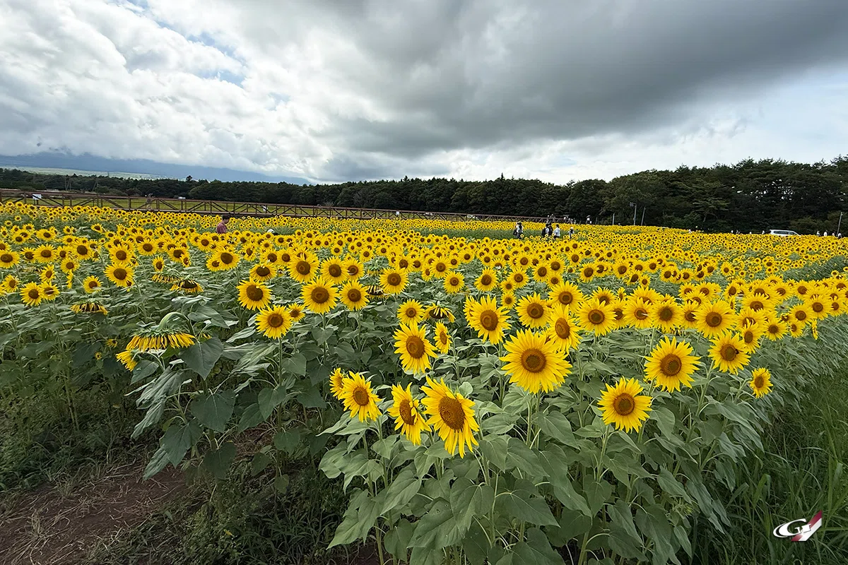 2026年夏休みの話 その③ 「花の都公園ひまわり」｜Grazio&Co.社長日記2.0