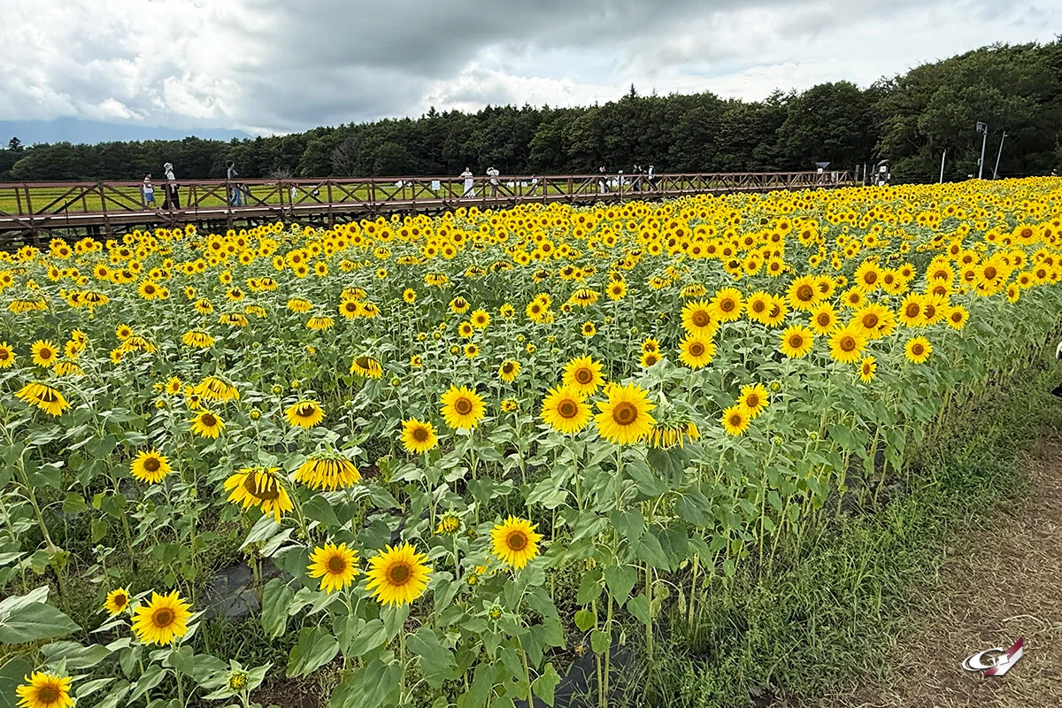 2026年夏休みの話 その③ 「花の都公園ひまわり」｜Grazio&Co.社長日記2.0