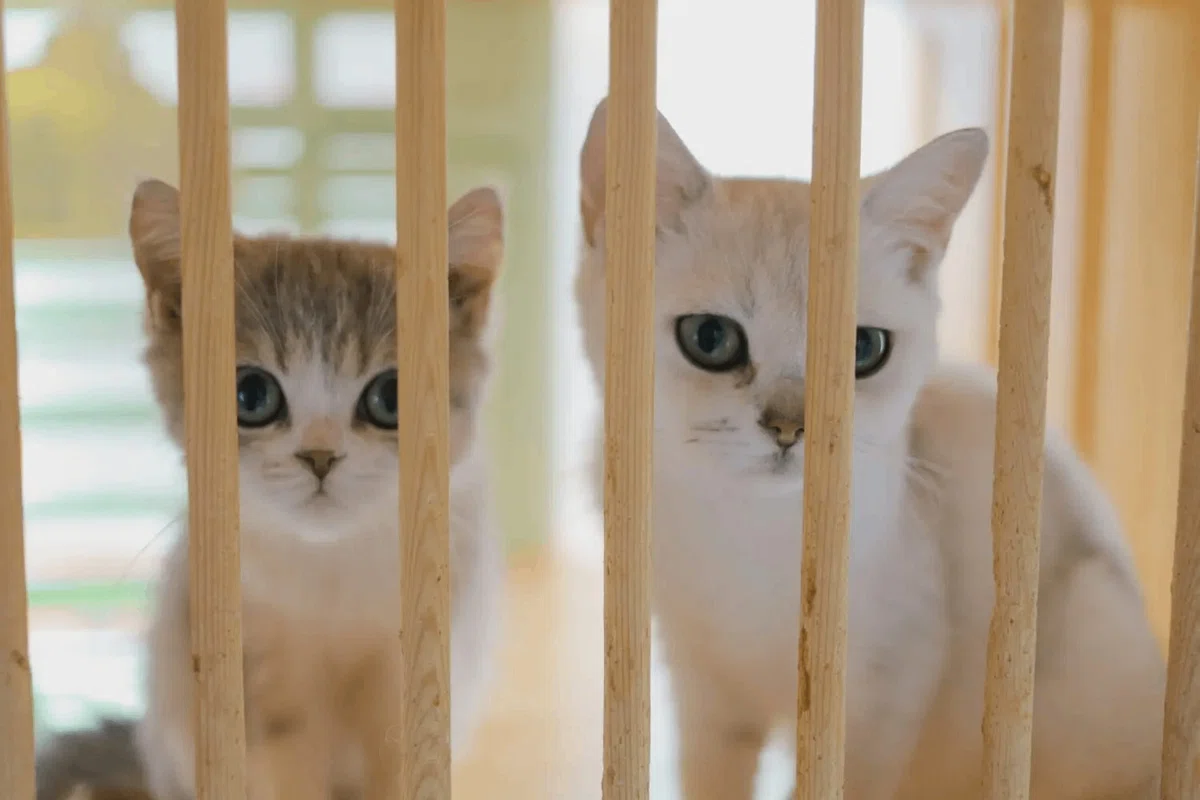 ケージの柵越しに外を見る2匹の子猫