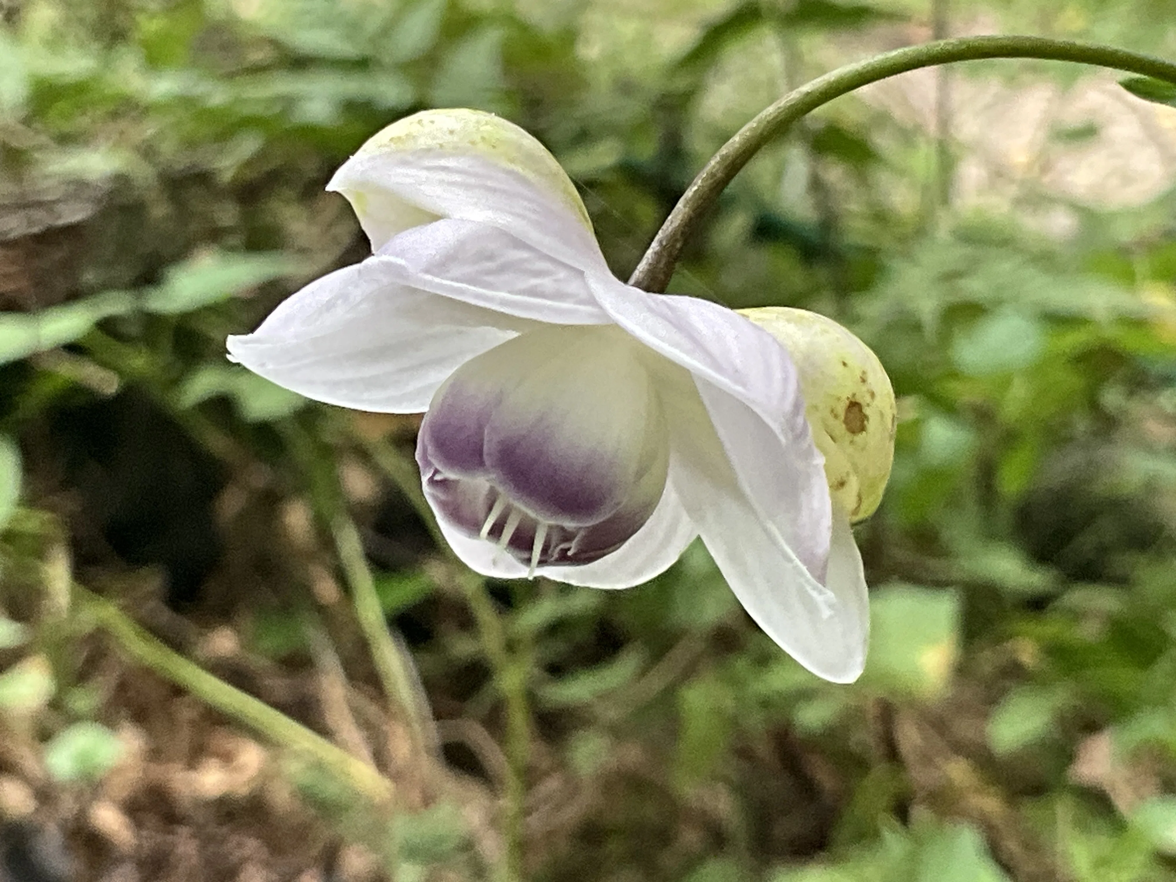 レンゲショウマの花（京都府立植物園）：2026年8月19日（水）｜藤井