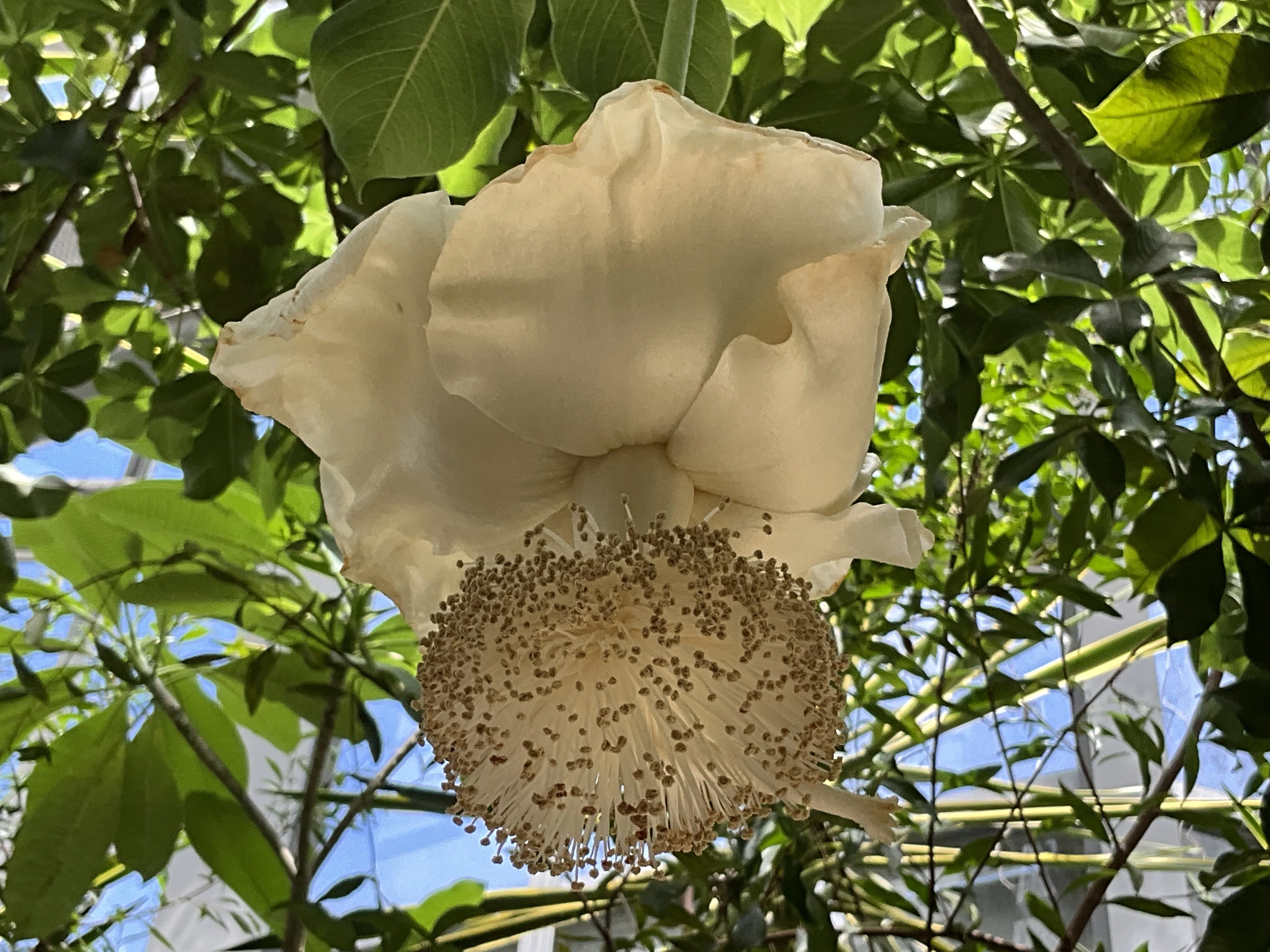 バオバブです。 アフリカバオバブの花（京都府立植物園）：2026年8月20日（木）｜藤井