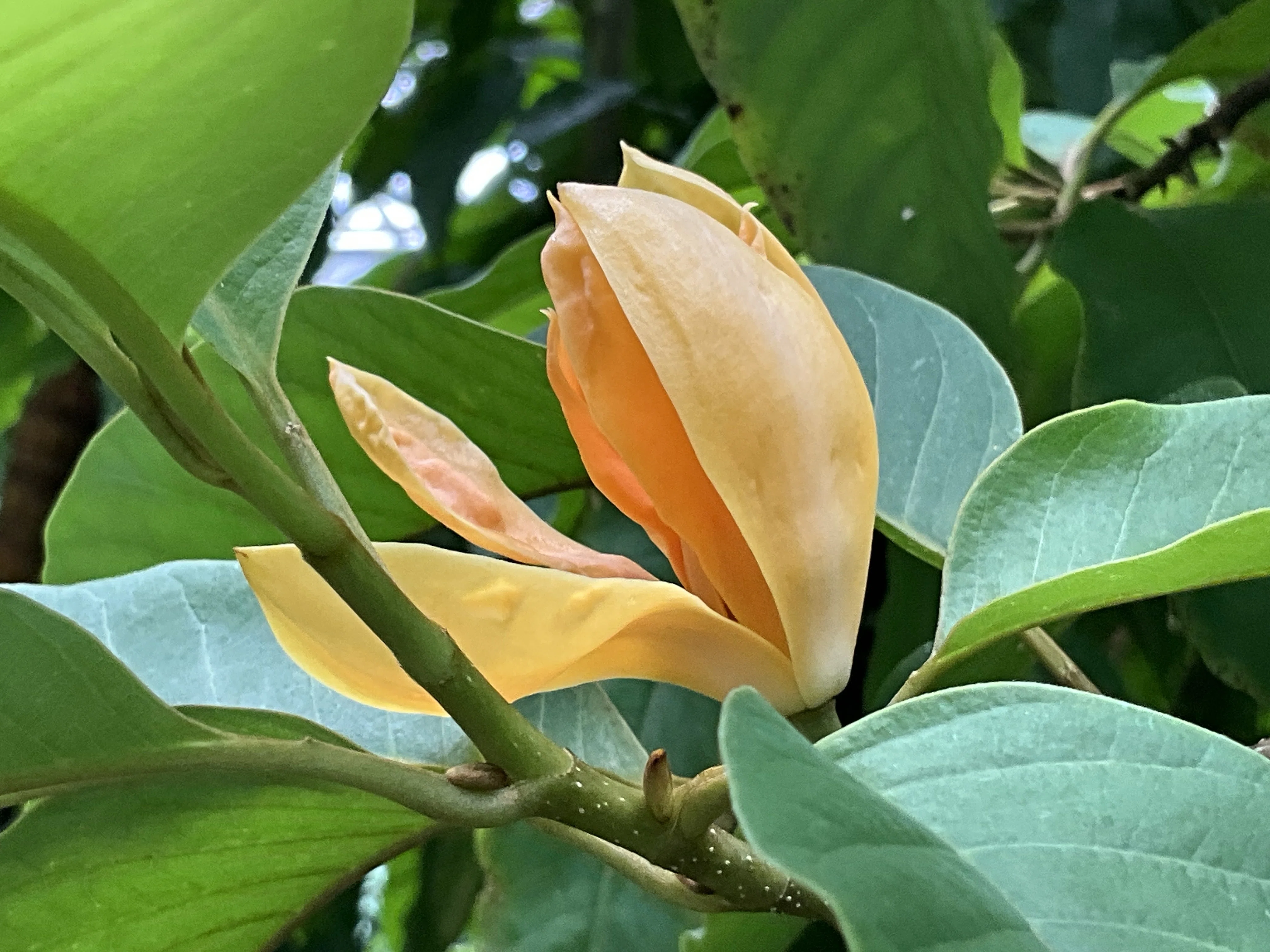 キンコウボクの香り（京都府立植物園）：2026年8月20日（木）｜藤井