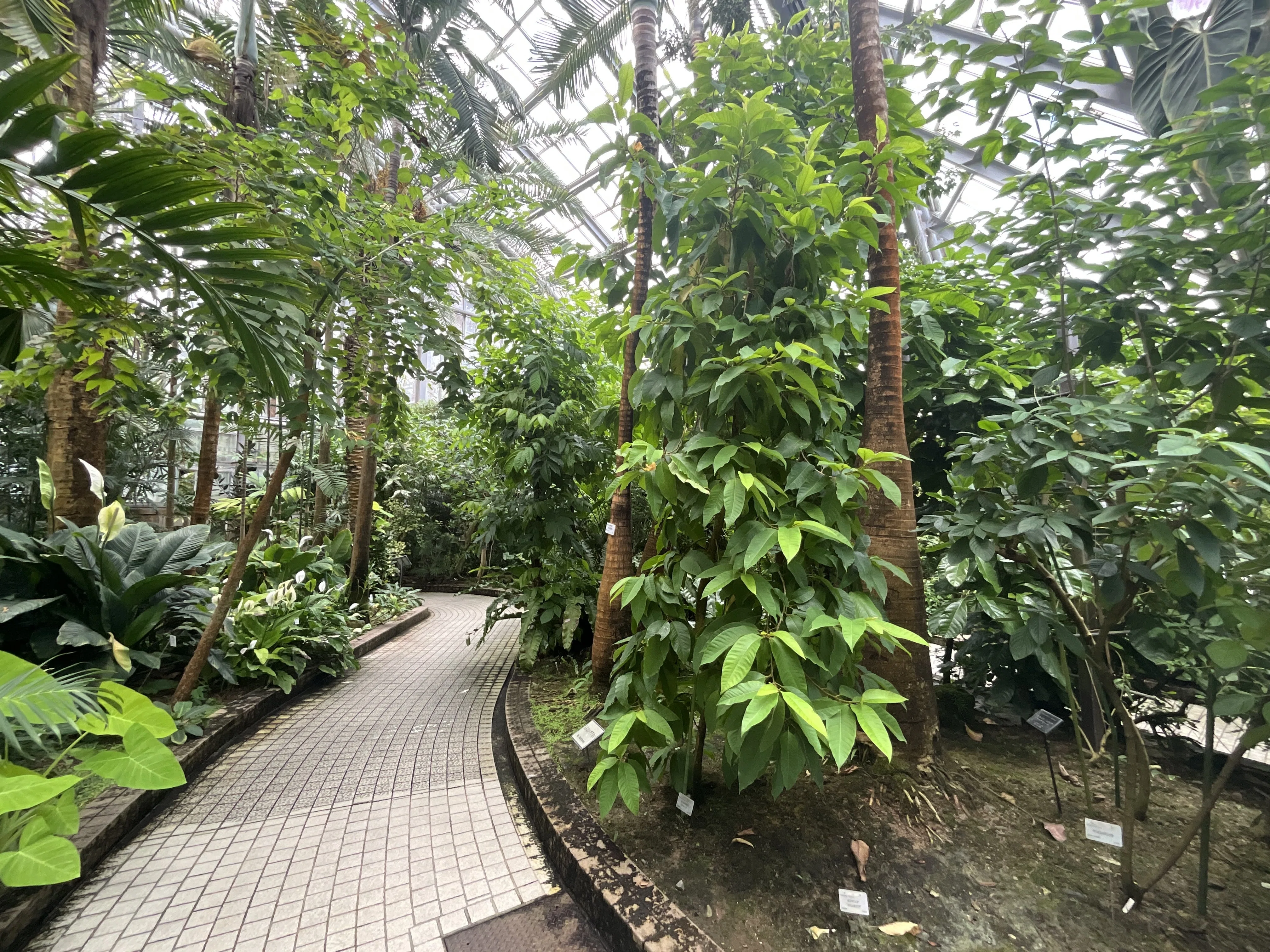 キンコウボクの香り（京都府立植物園）：2026年8月20日（木）｜藤井