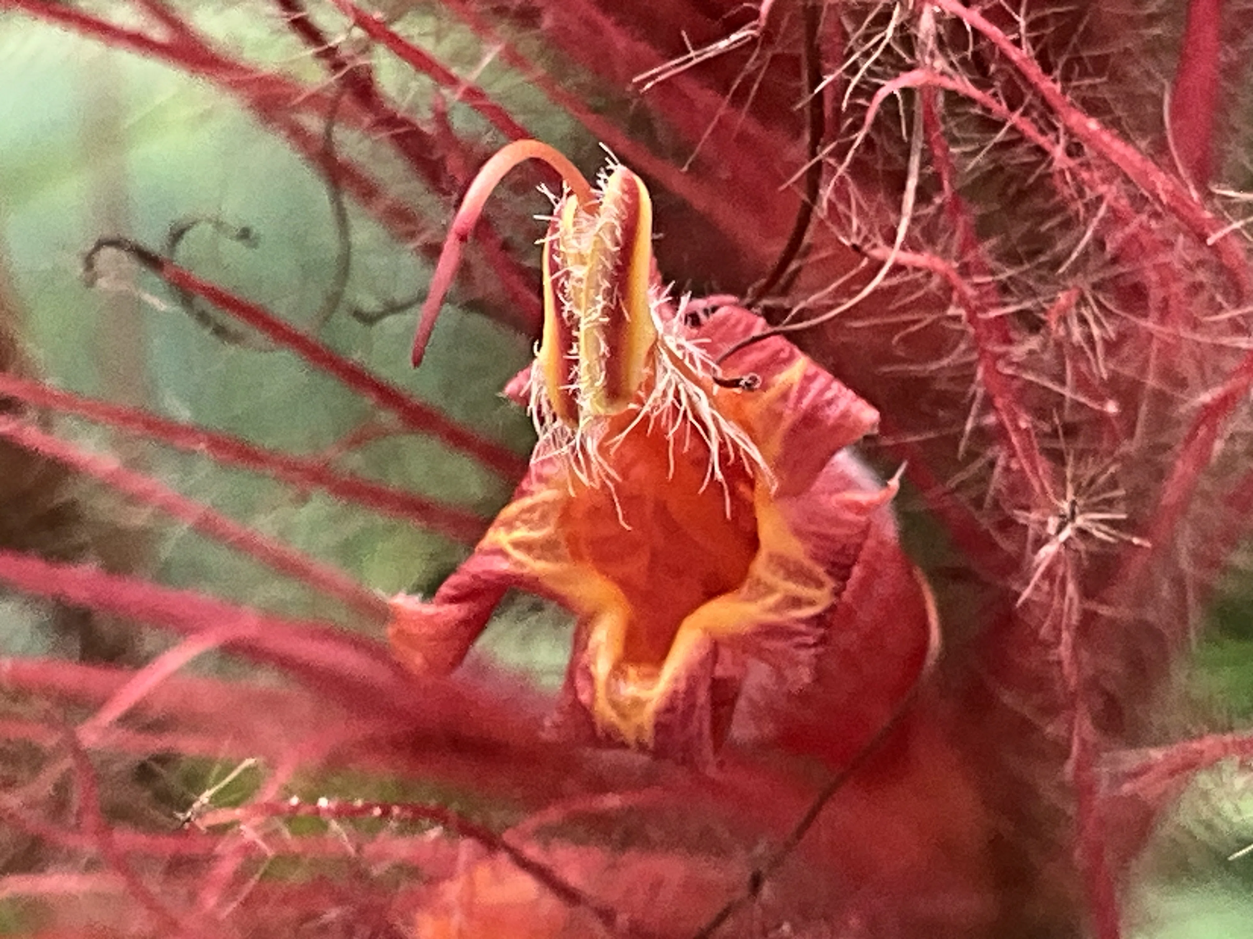 サンケジア・サンマルティネンシス（京都府立植物園）：2026年8月30日