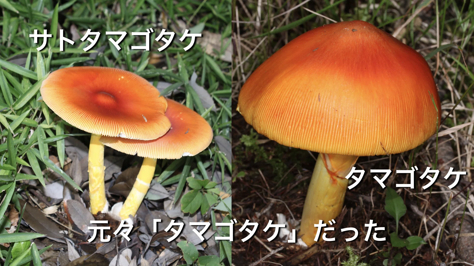 科学解説】タマゴタケとサトタマゴタケはどこが違うのか？WI値（暖かさ