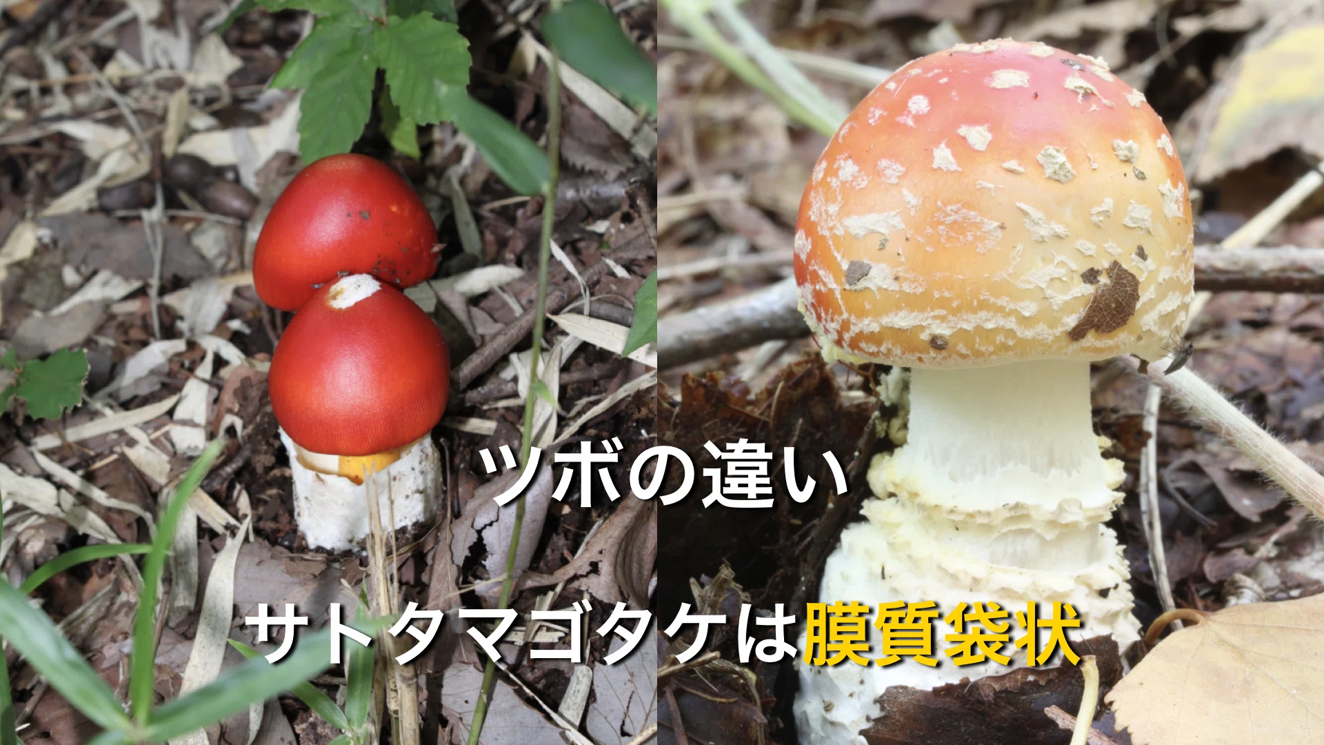 科学解説】タマゴタケとサトタマゴタケはどこが違うのか？WI値（暖かさ