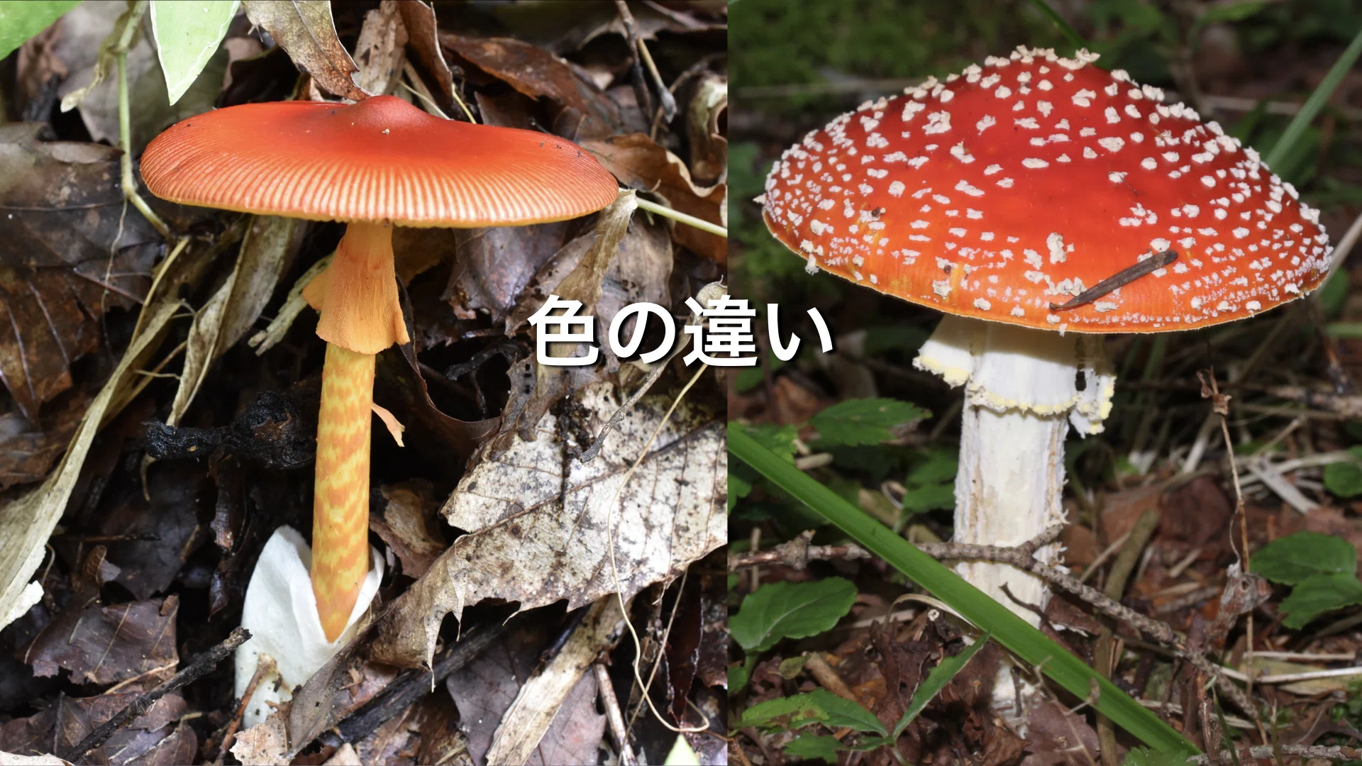 科学解説】タマゴタケとサトタマゴタケはどこが違うのか？WI値（暖かさ