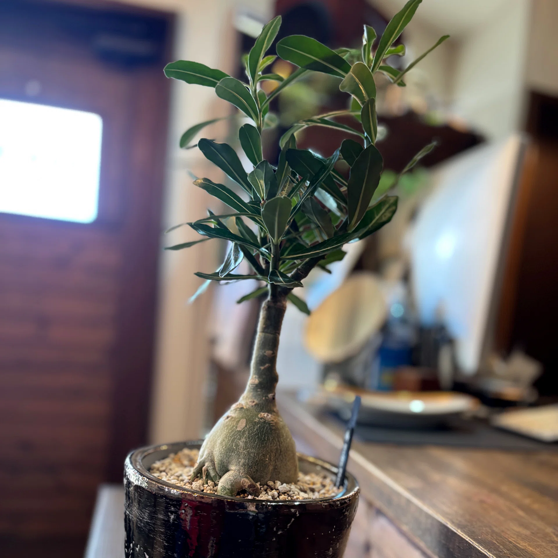 ついに塊根植物に手を出した話｜アデニウム・オベスムを買ってきた