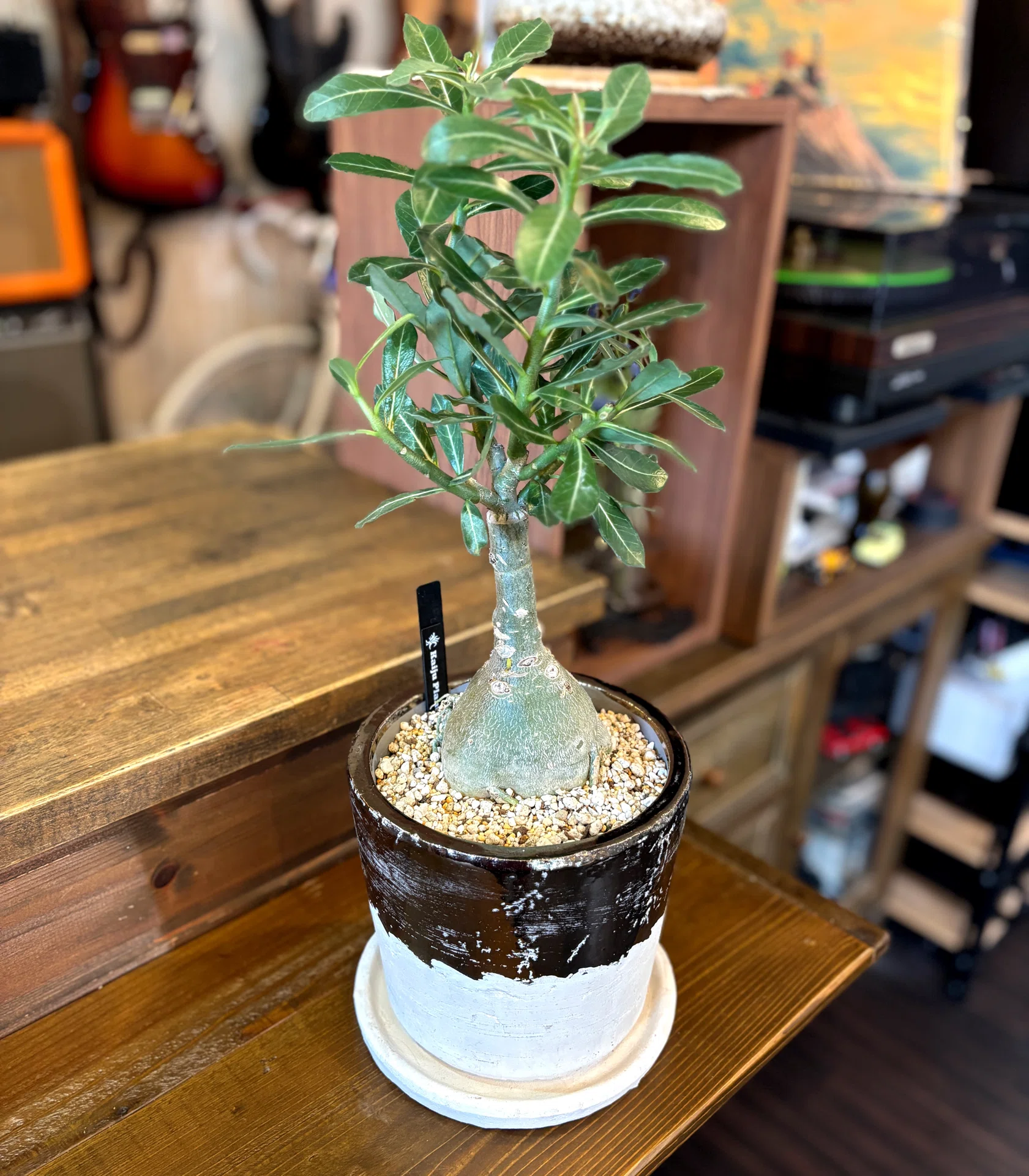ついに塊根植物に手を出した話｜アデニウム・オベスムを買ってきた