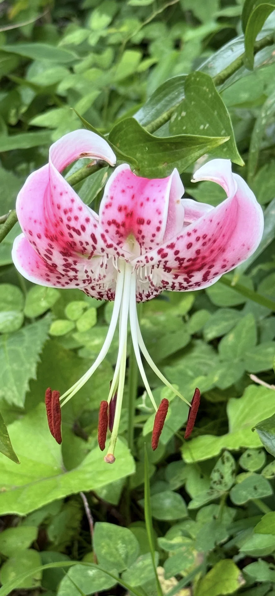 Kanoko Lily: The lily that was hailed as the 'Miracle Lily of the
