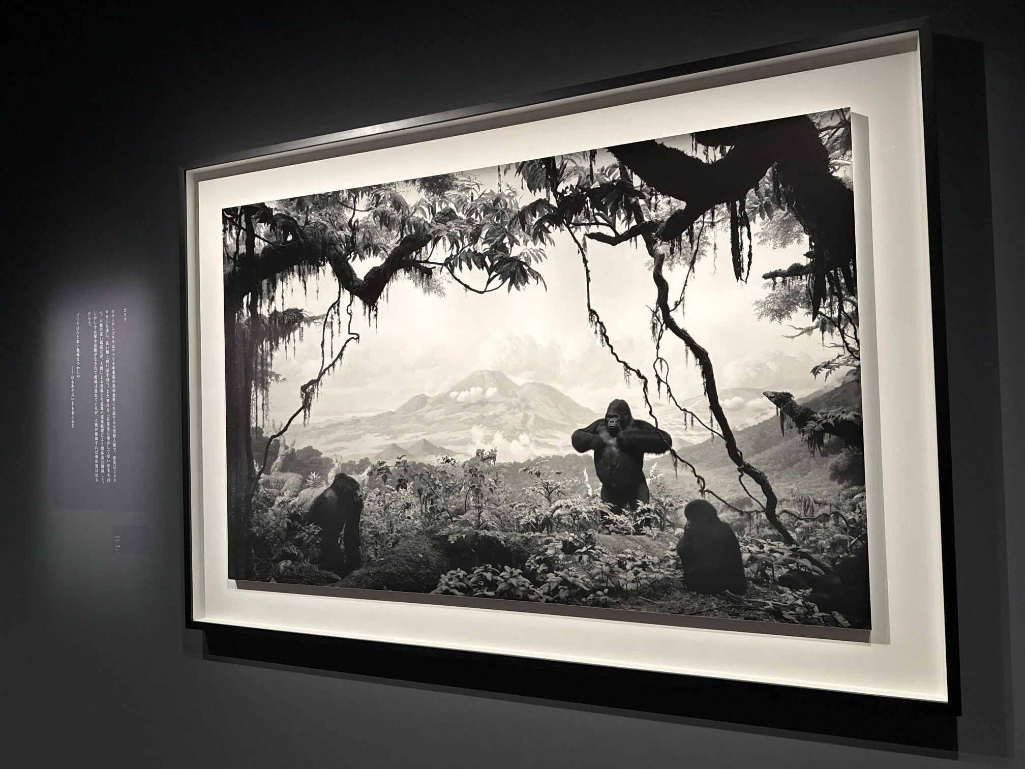 展評】杉本博司「絶滅写真」（2026.6.16-9.13｜東京国立近代美術館